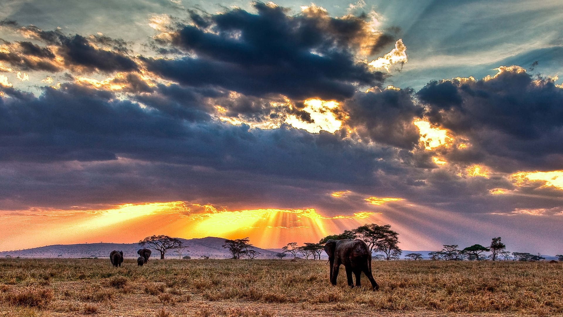 Nomads of the Serengeti|Nomads of the Serengeti