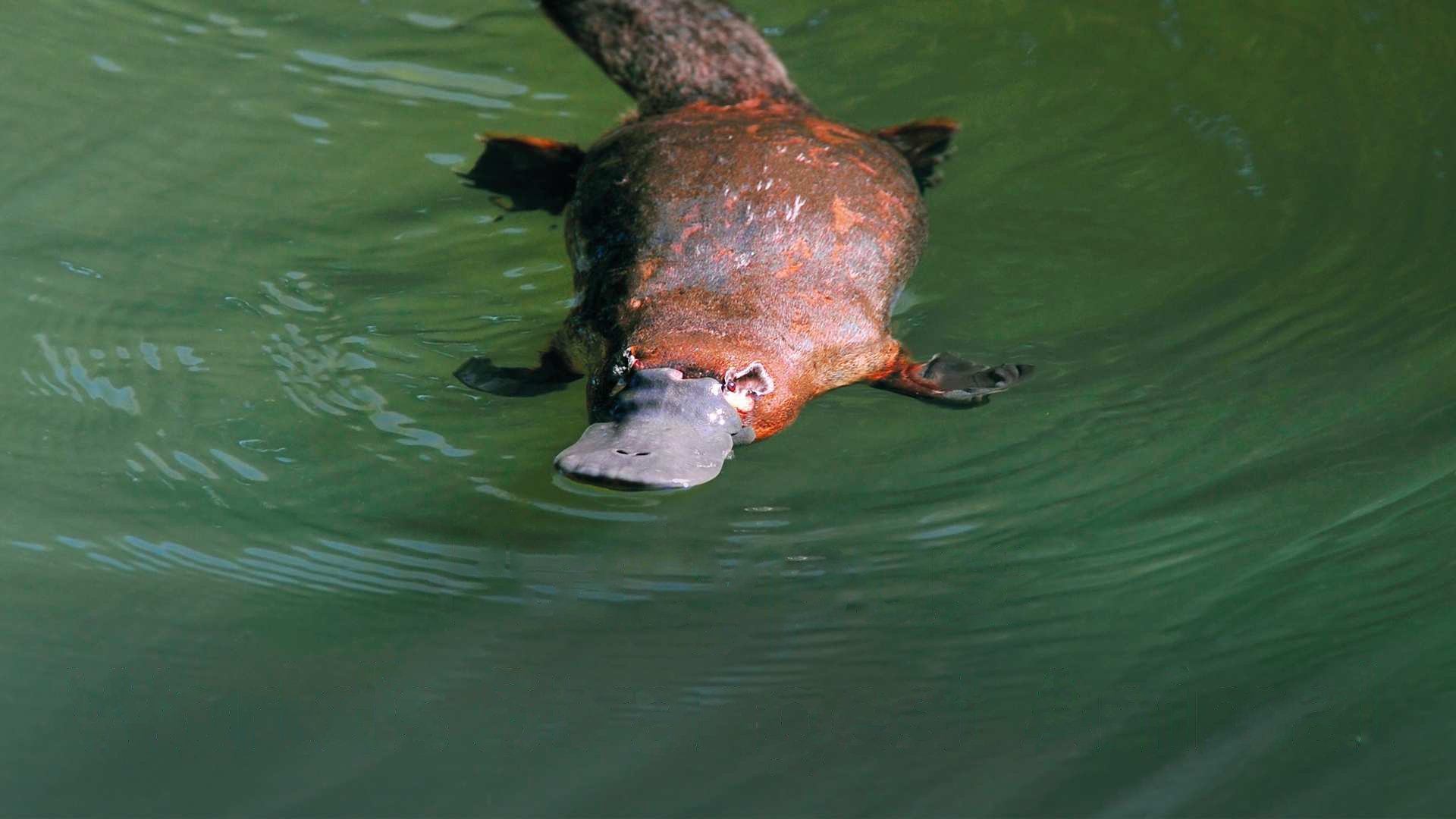 Platypus: World's Strangest Animal|Platypus: World's Strangest Animal