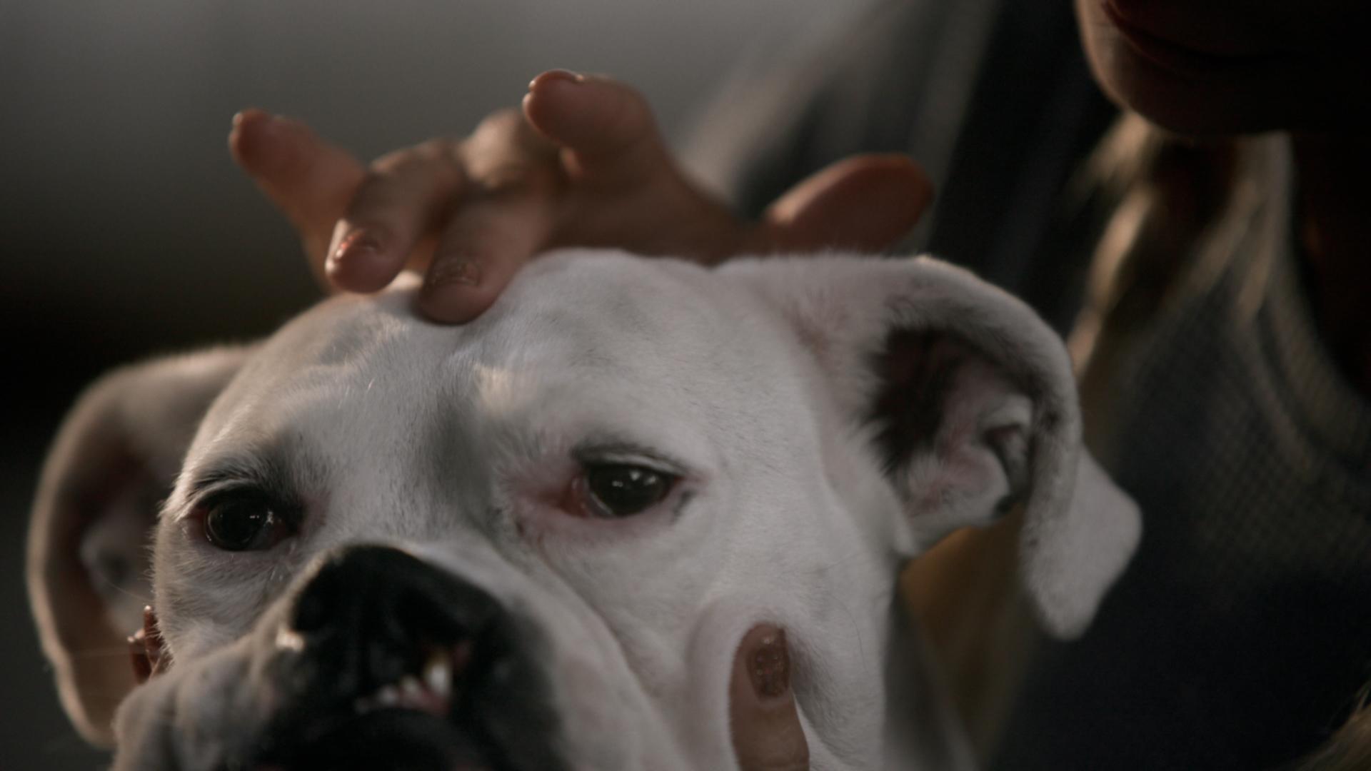 The School of Canine Massage|The School of Canine Massage