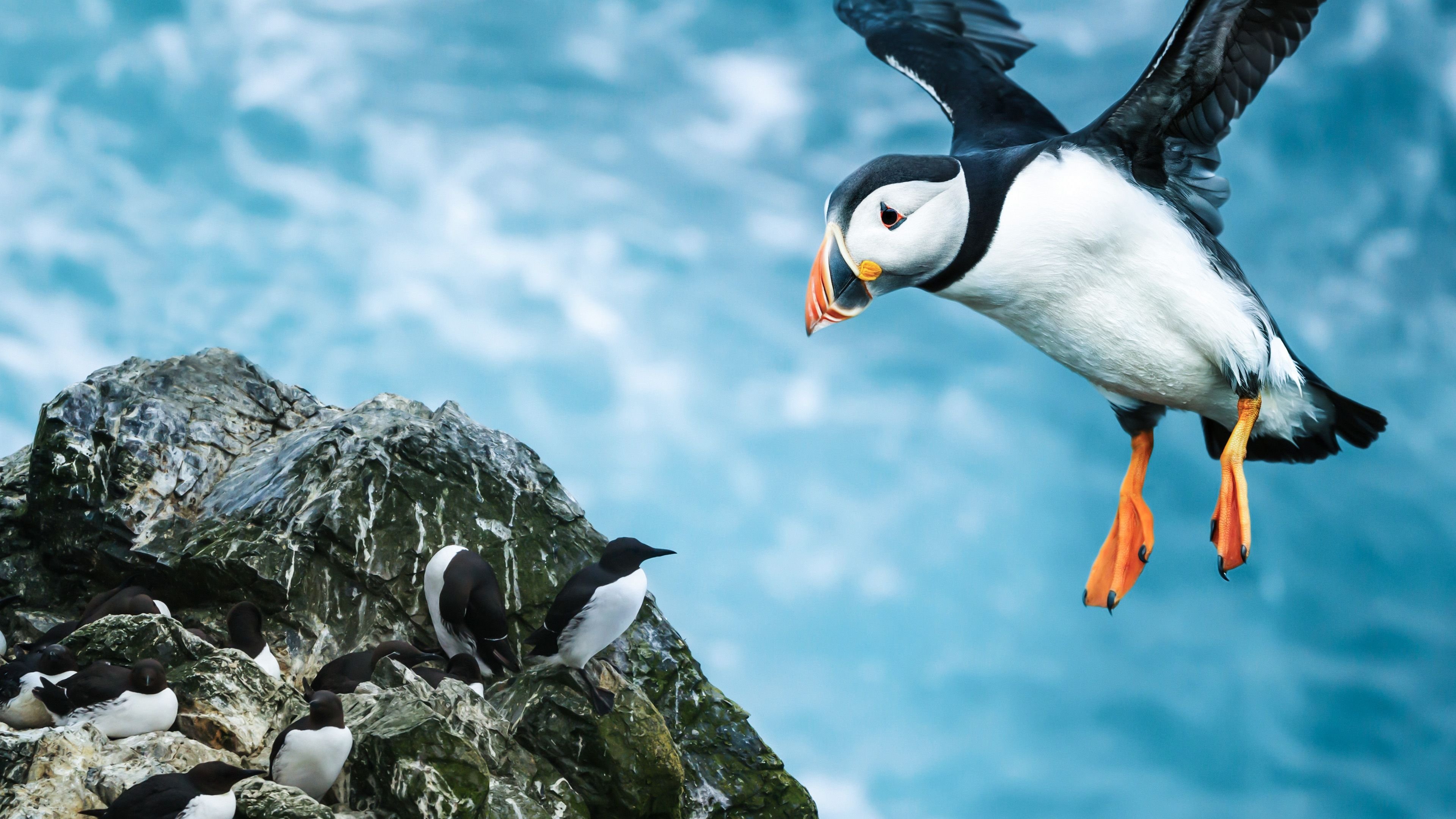 Shetland: Scotland's Wondrous Isles|Shetland: Scotland's Wondrous Isles