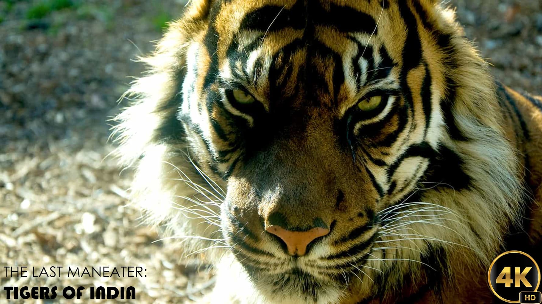 The Last Maneater: Killer Tigers of India|The Last Maneater: Killer Tigers of India