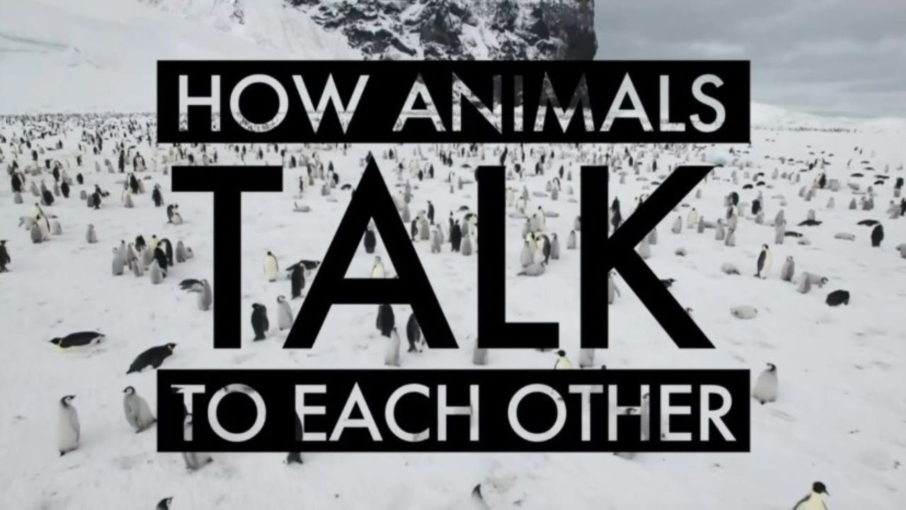How Animals Talk To Each Other|How Animals Talk To Each Other