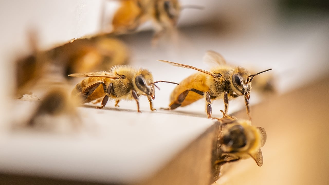 The Great Australian Bee Challenge|The Great Australian Bee Challenge