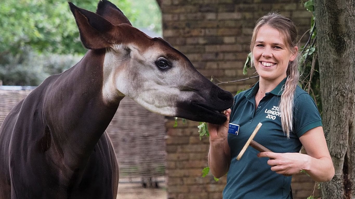 London Zoo: An Extraordinary Year|London Zoo: An Extraordinary Year