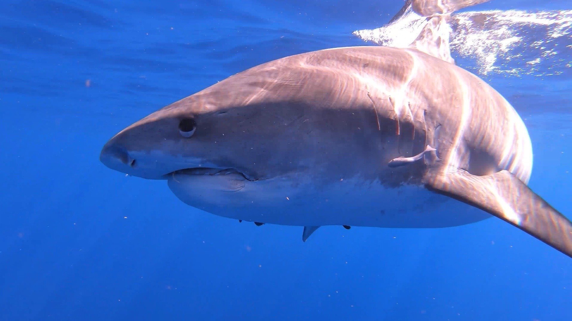 Sharks of Hawaii|Sharks of Hawaii