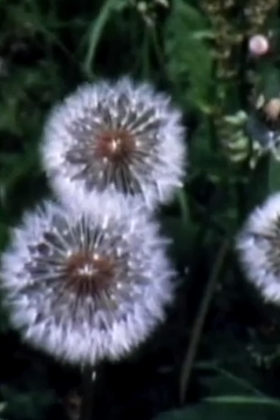 ひとつの星 | ひとつの星