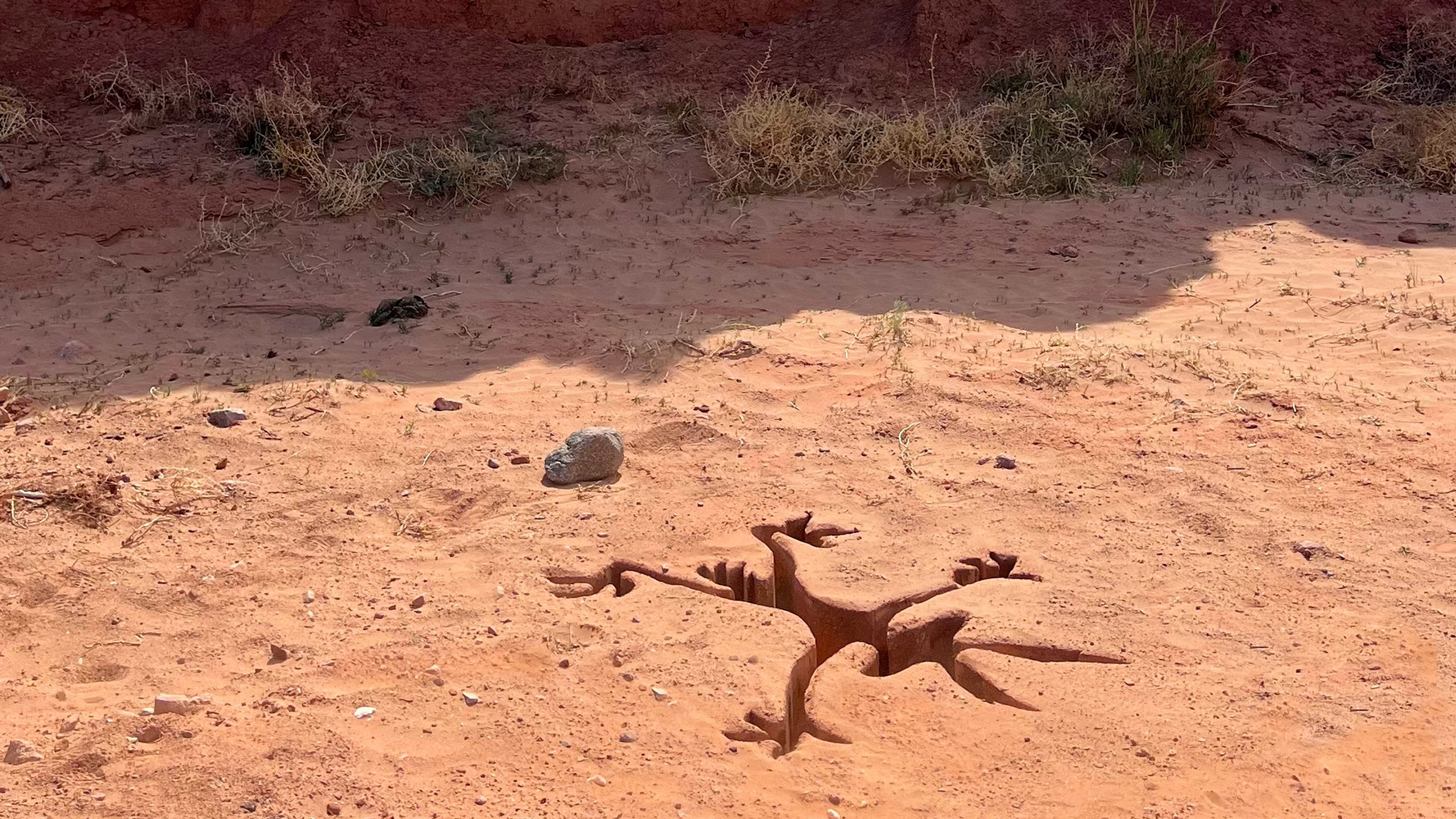 Coyote vs. Acme|Coyote vs. Acme