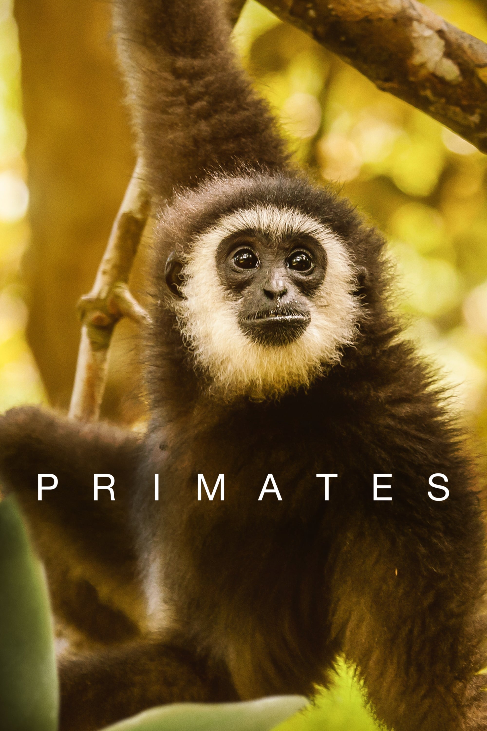 Primates | Primates