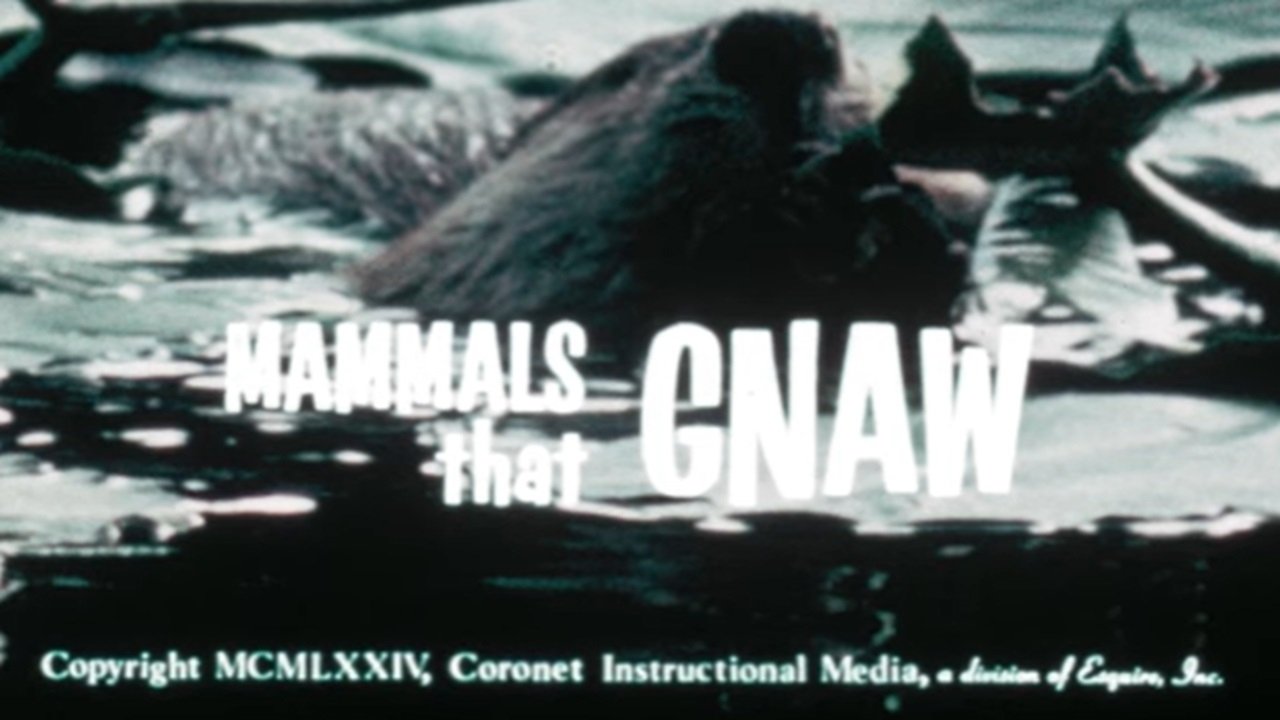 Mammals That Gnaw|Mammals That Gnaw