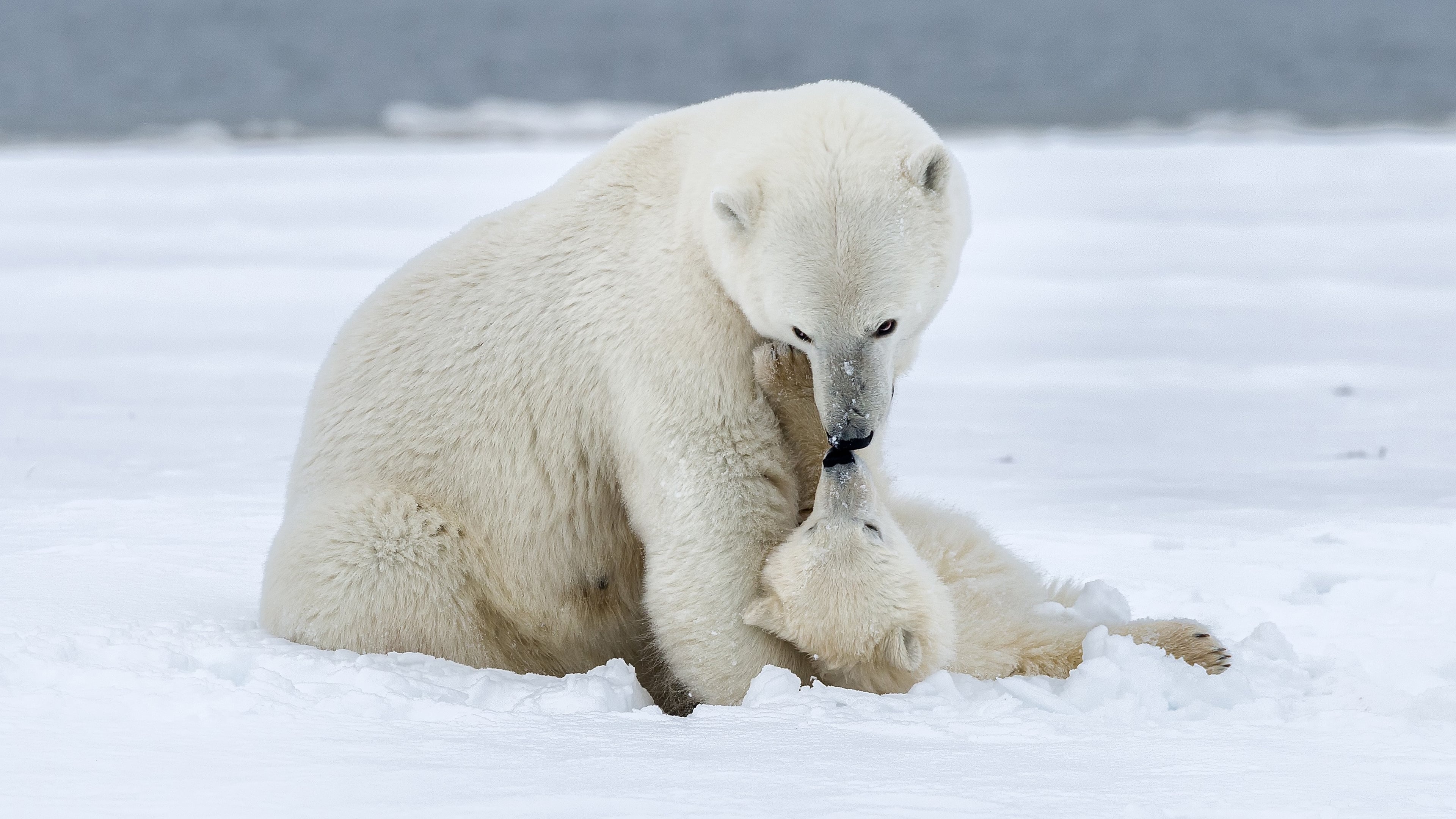 Polar Bear Week with Nigel Marven|Polar Bear Week with Nigel Marven