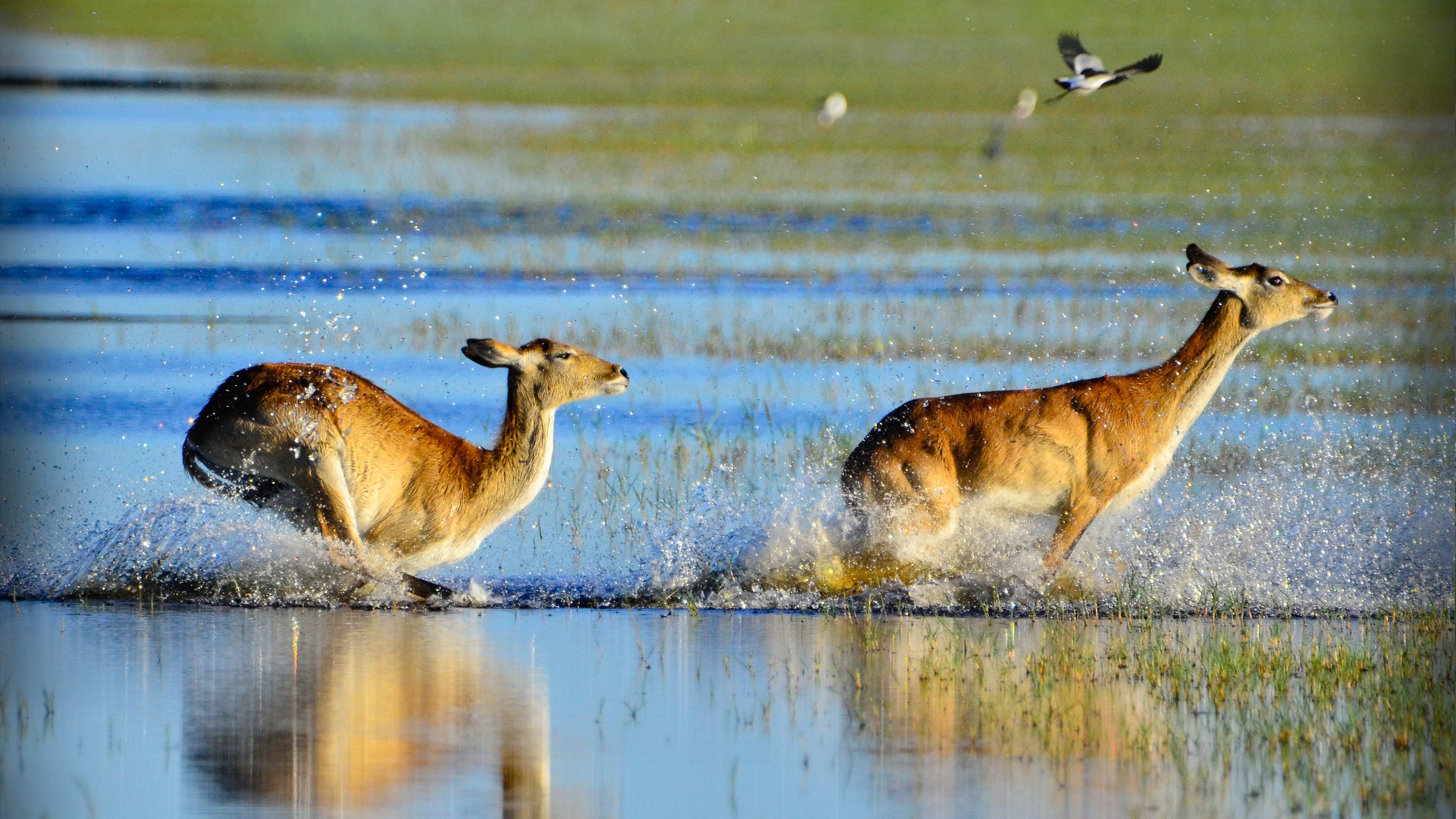 Wild Africa: Rivers of Life|Wild Africa: Rivers of Life