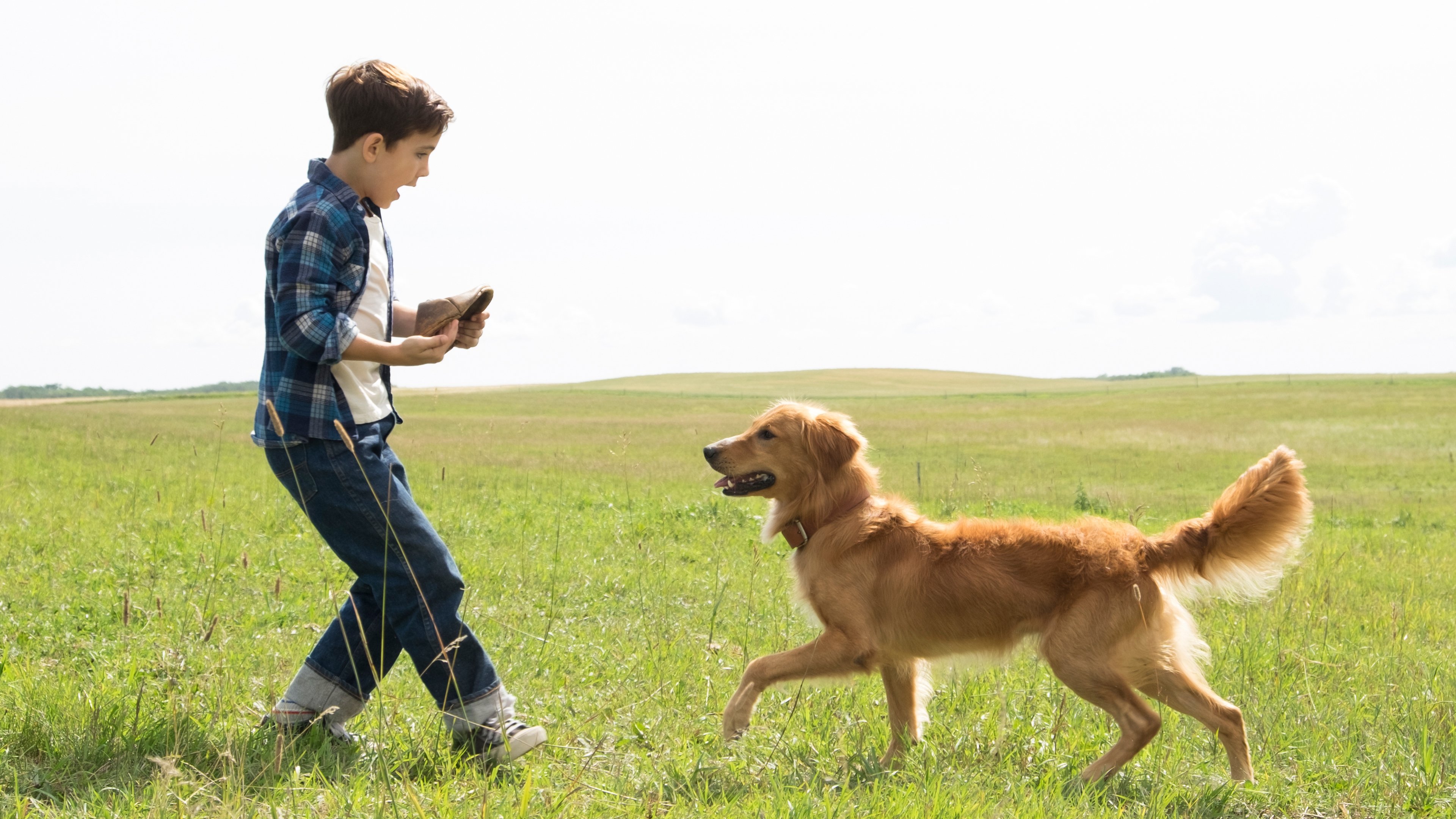 A Dog's Purpose|A Dog's Purpose