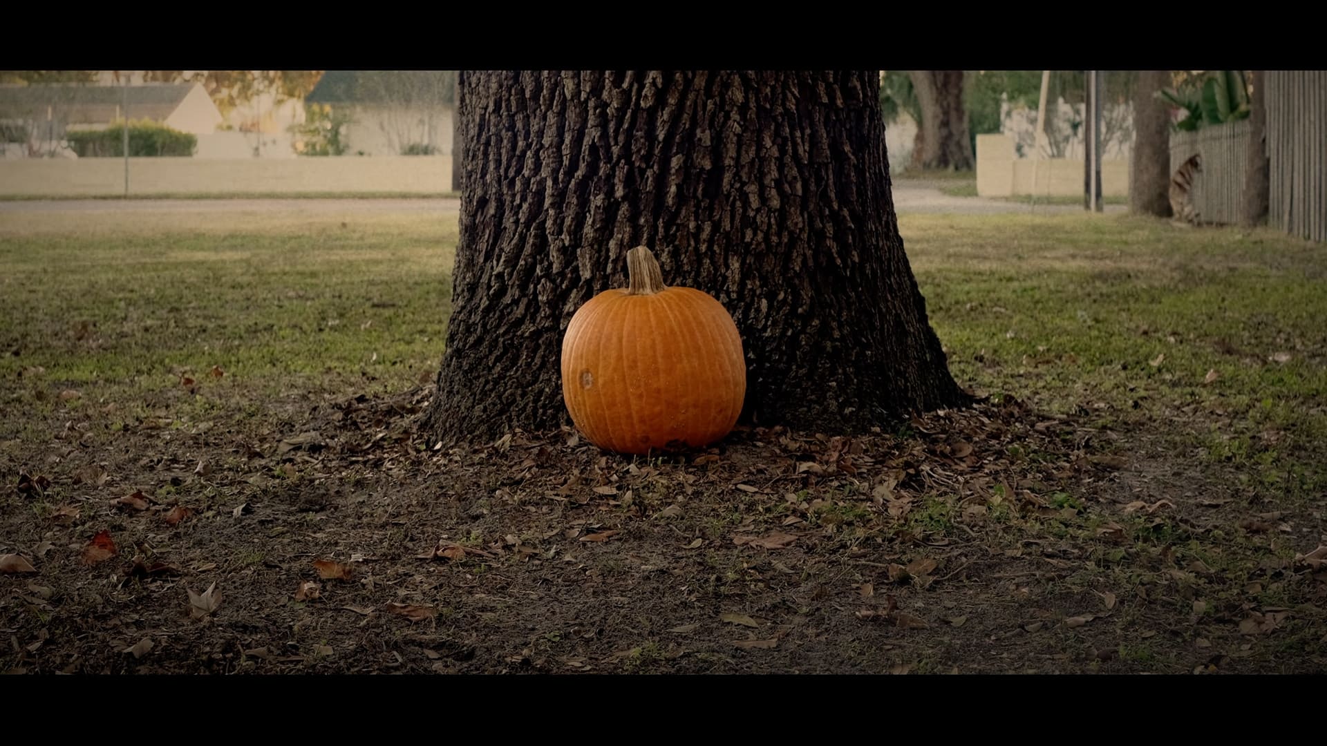 Sean Hates Pumpkins|Sean Hates Pumpkins