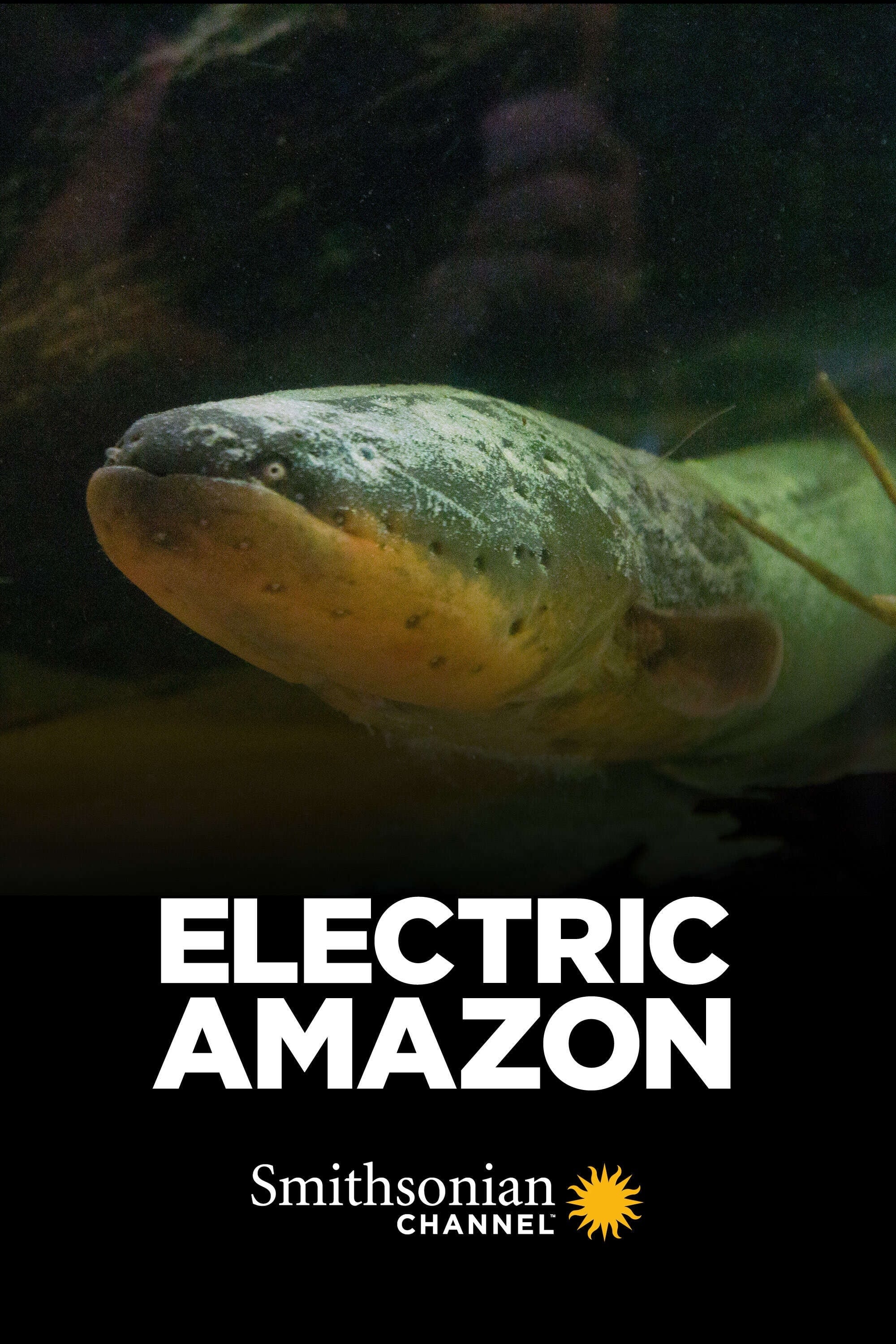 Electric Amazon | Electric Amazon