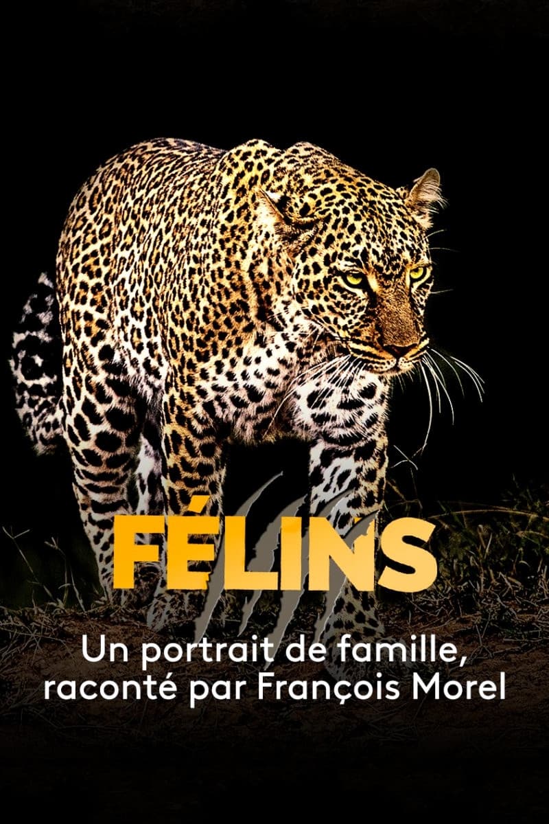 Félins | Félins