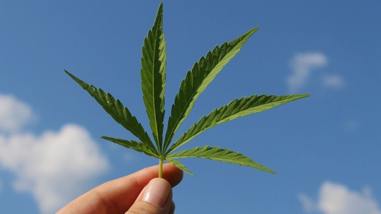 Cannabis sur ordonnance|Cannabis sur ordonnance