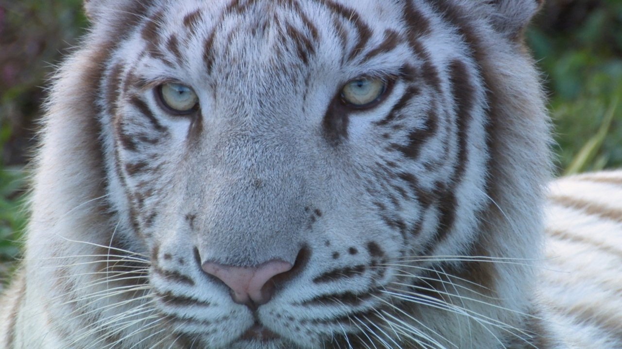 いいZooだね。～岩合光昭の動物園歩き～|いいZooだね。～岩合光昭の動物園歩き～