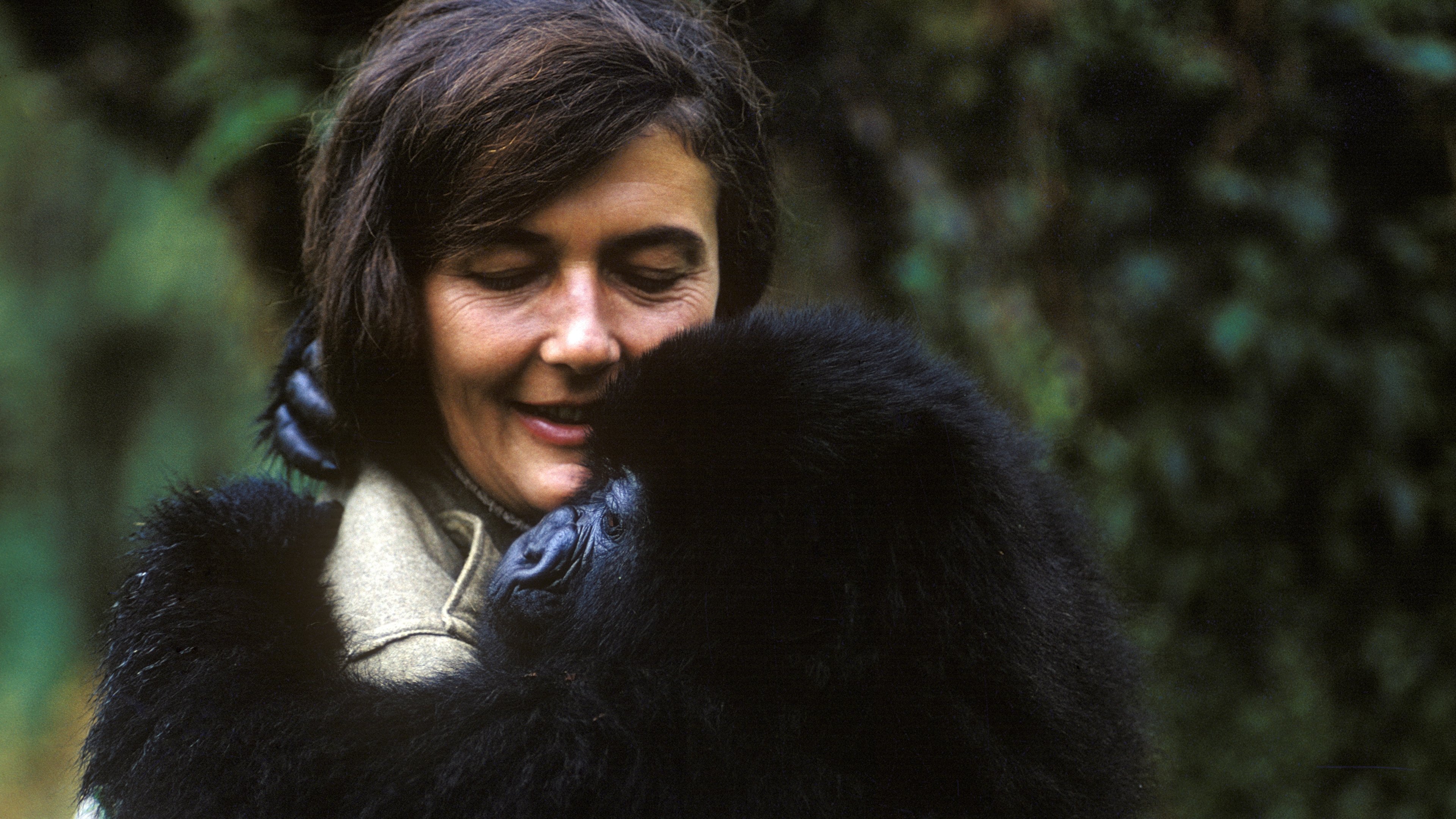 Dian Fossey: Secrets in the Mist|Dian Fossey: Secrets in the Mist