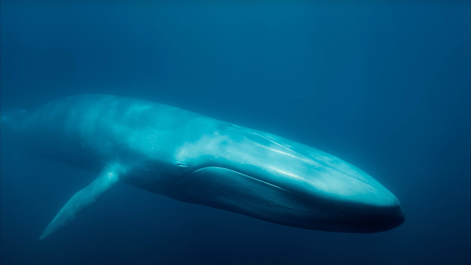 Blue Whales: Return of the Giants|Blue Whales: Return of the Giants