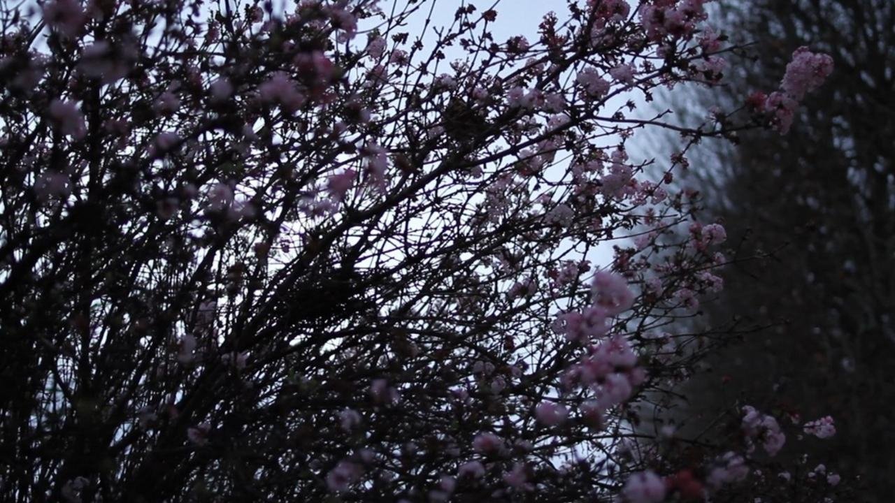 Il se peut que la beauté ait renforcé notre résolution - Masao Adachi|Il se peut que la beauté ait renforcé notre résolution - Masao Adachi
