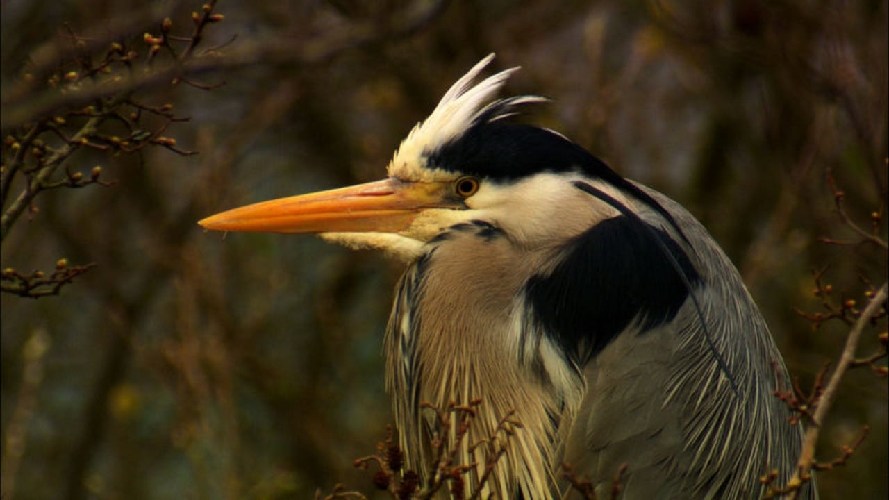 Iolo's Secret Life of Birds|Iolo's Secret Life of Birds