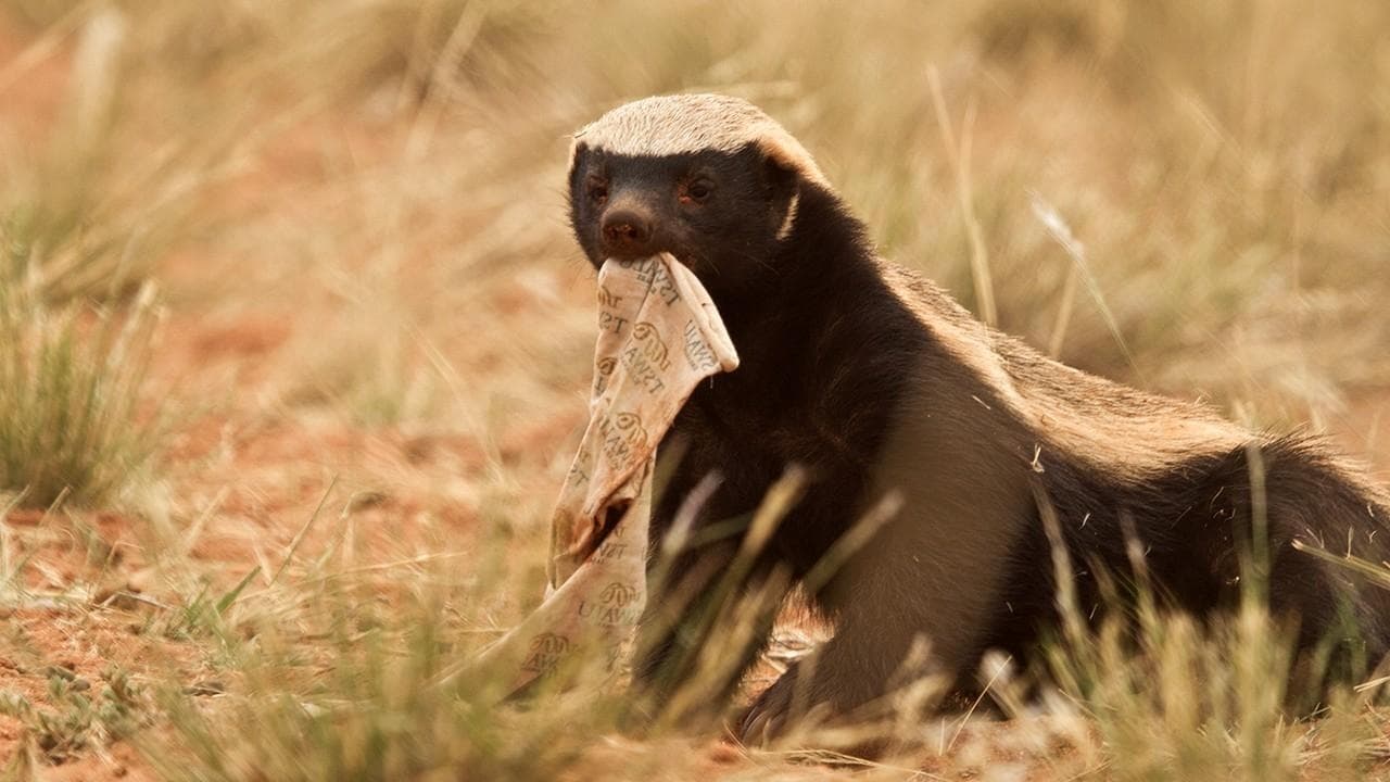 Ultimate Honey Badger|Ultimate Honey Badger