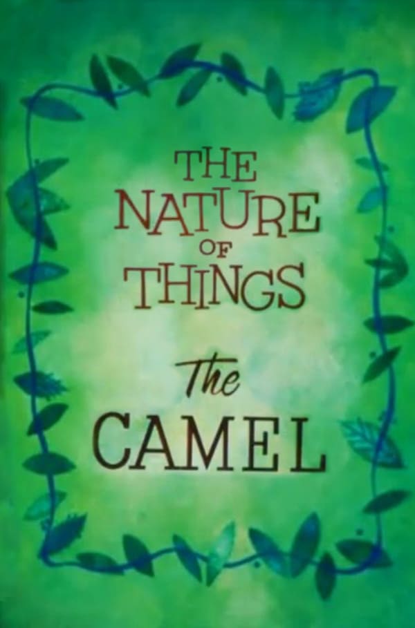 The Nature of Things: The Camel | The Nature of Things: The Camel