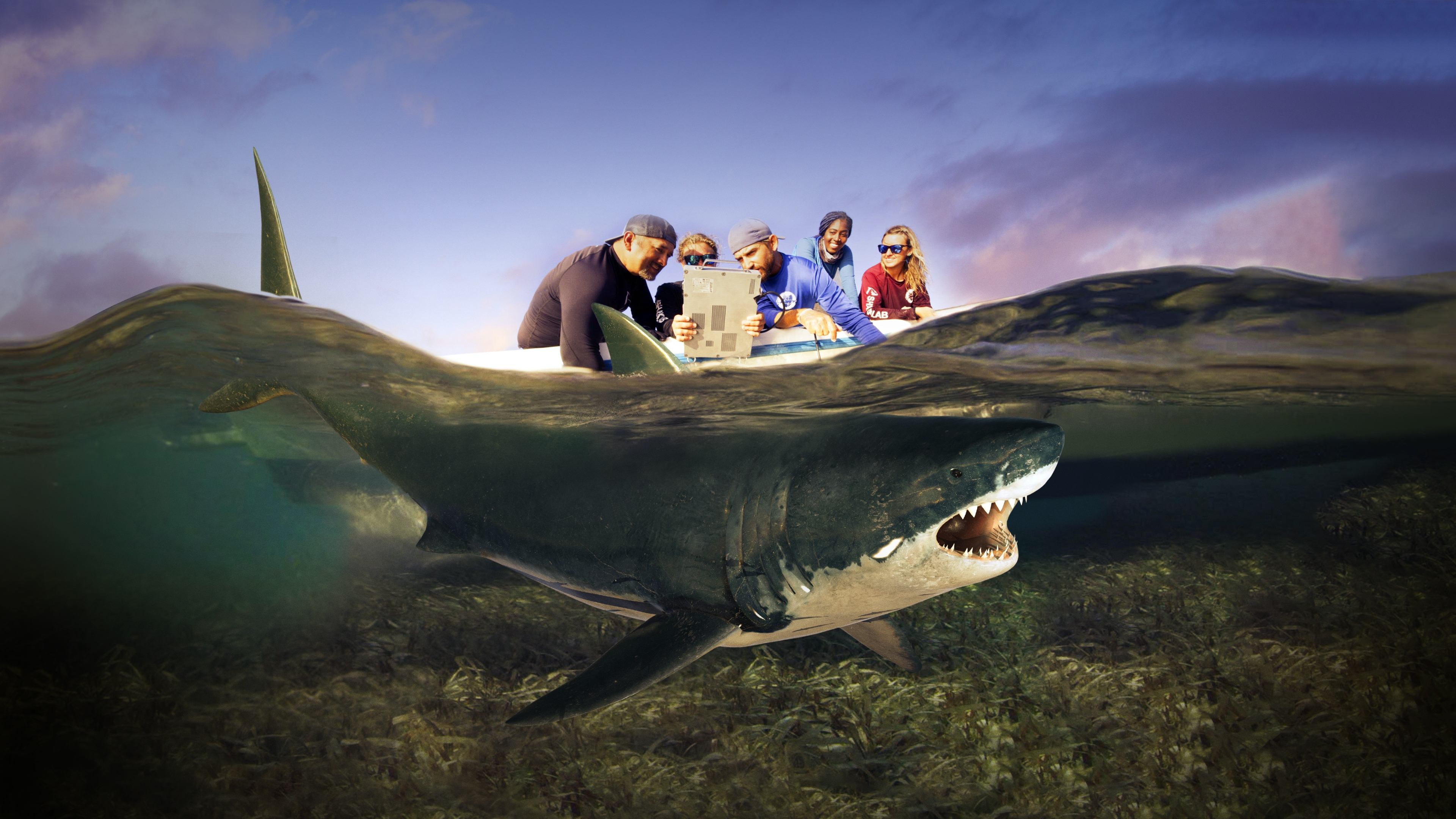 Shark Attack Files|Shark Attack Files