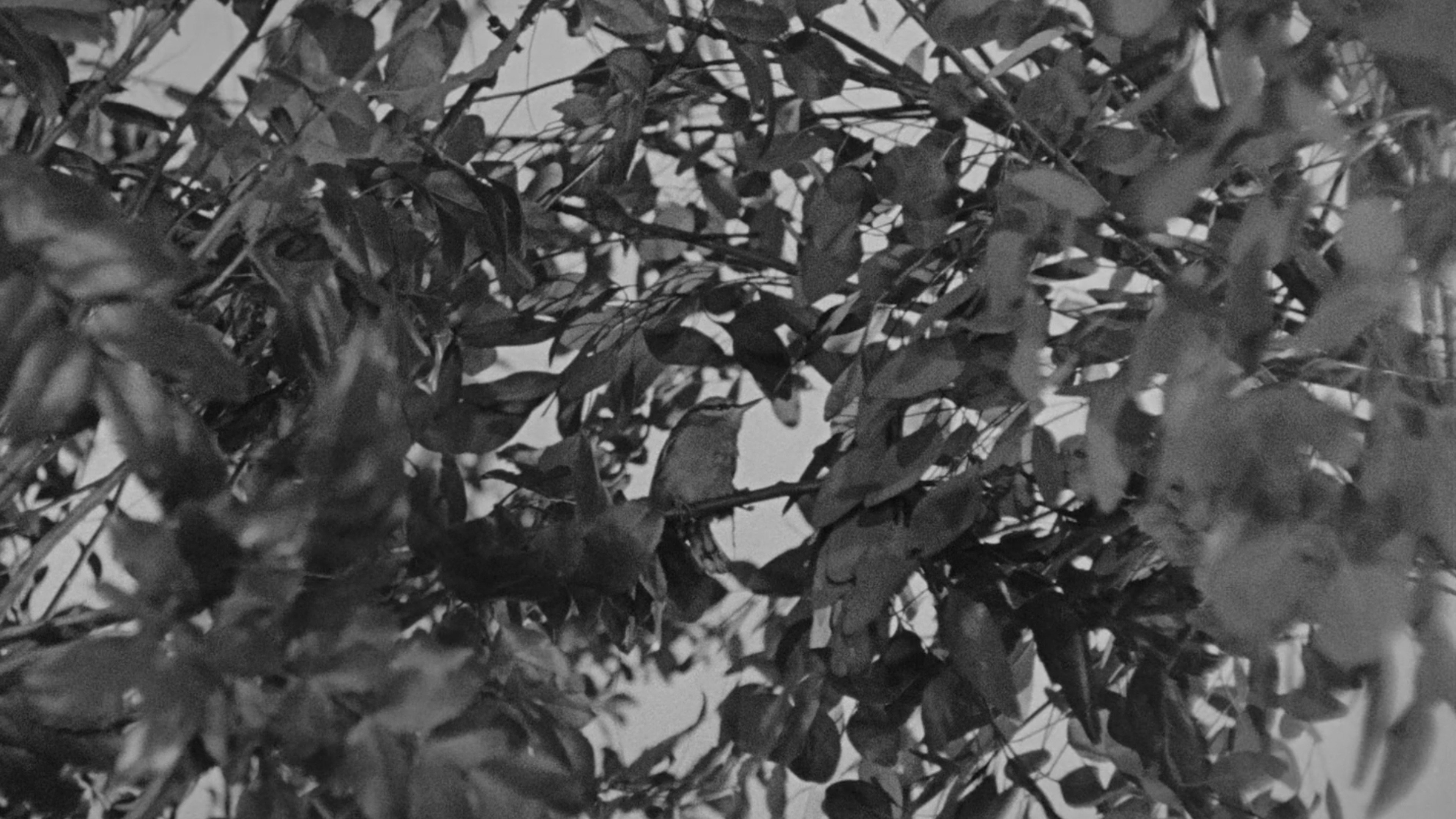 تصویر 2