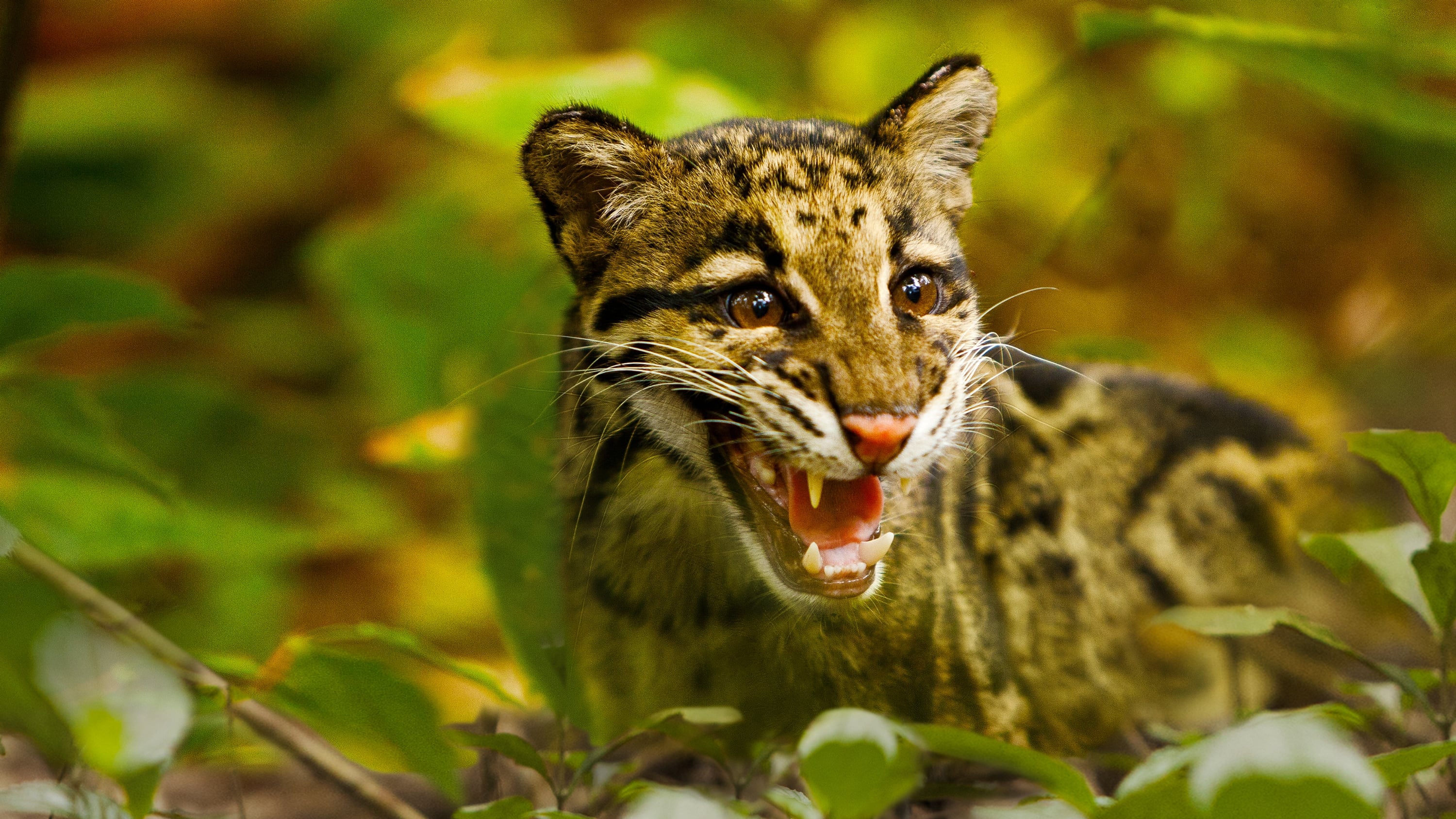 Return of the Clouded Leopards|Return of the Clouded Leopards