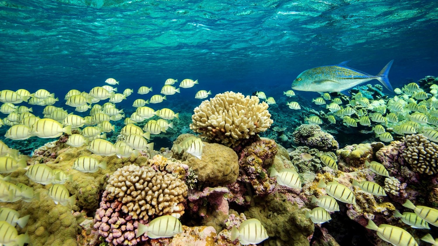 Ocean Paradise|Ocean Paradise