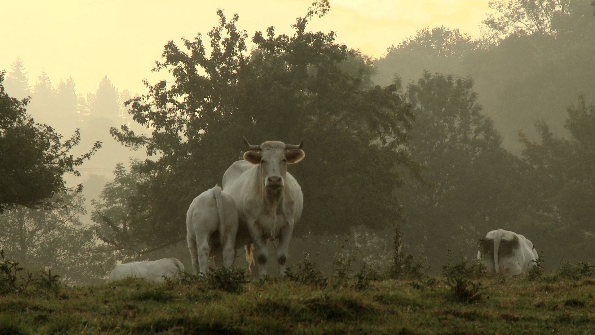 Bovines|Bovines