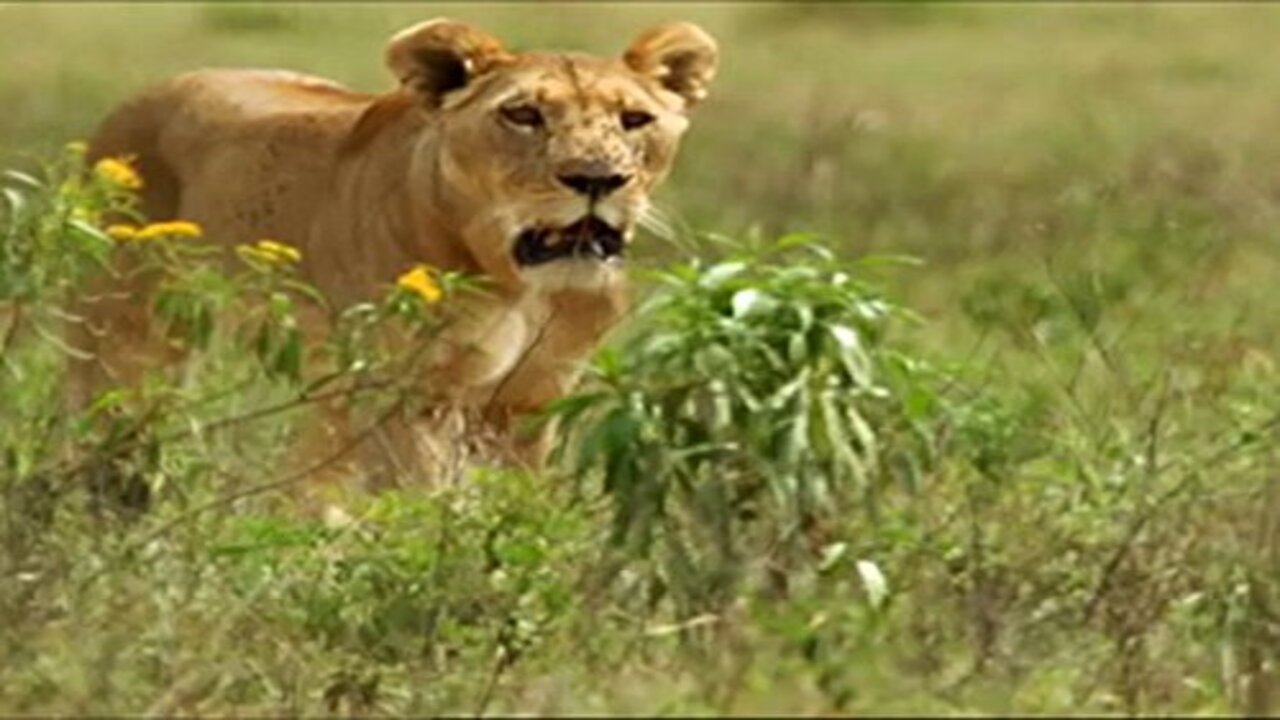 Survival: Tales from the Wild|Survival: Tales from the Wild