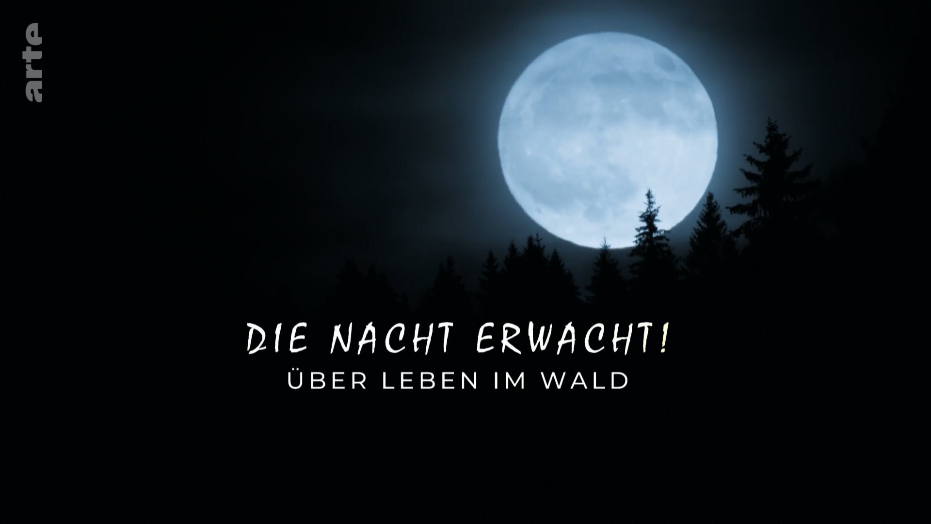 Die Nacht erwacht! Über Leben im Wald|Die Nacht erwacht! Über Leben im Wald
