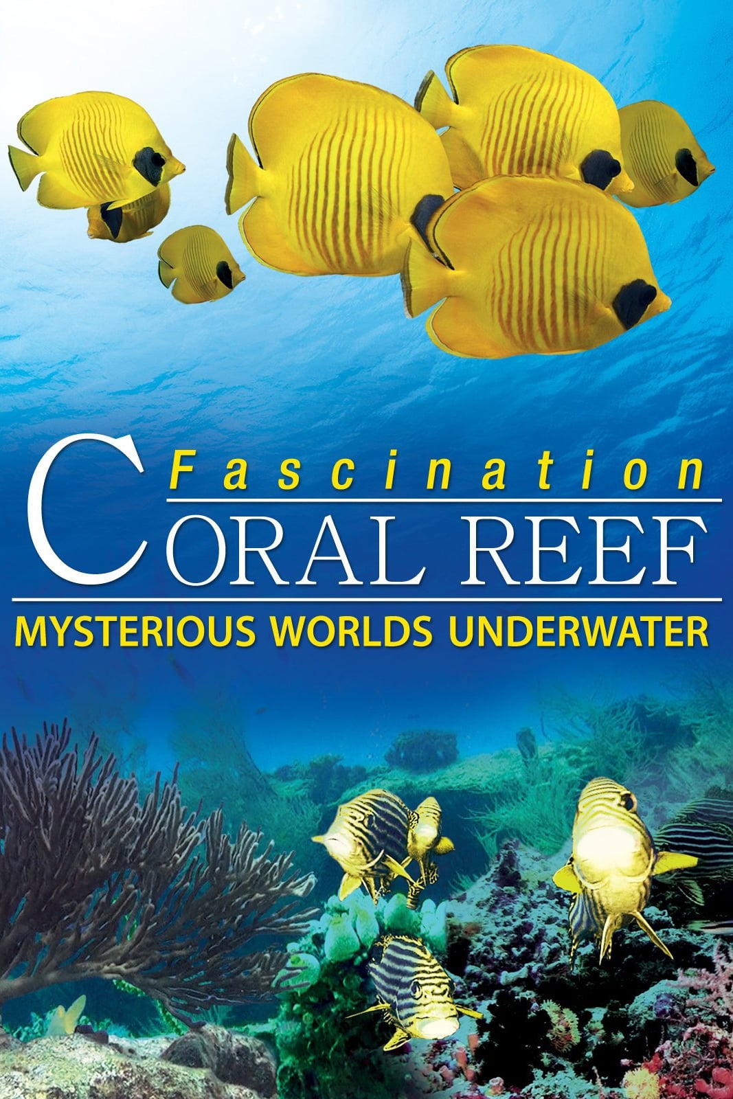 Fascination Coral Reef: Mysterious Worlds Underwater | Fascination Coral Reef: Mysterious Worlds Underwater