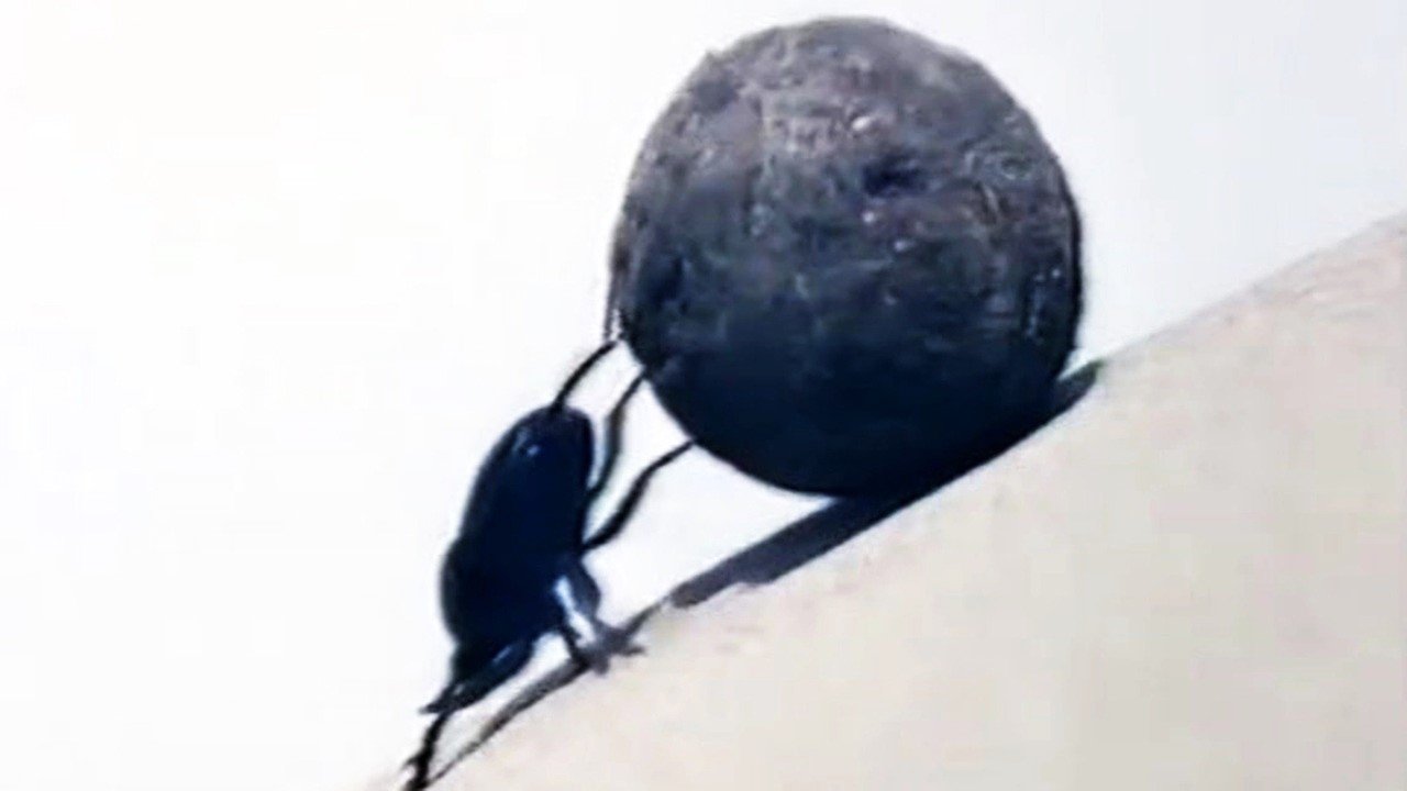 Balegari|Balegari