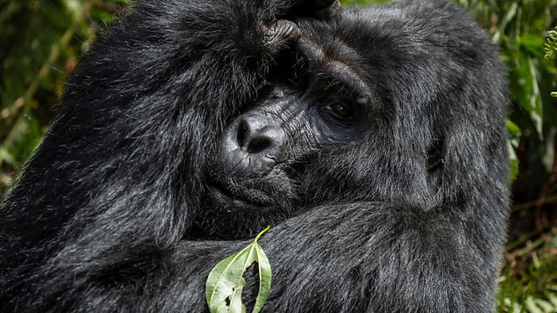 Gorillas unter Stress|Gorillas unter Stress