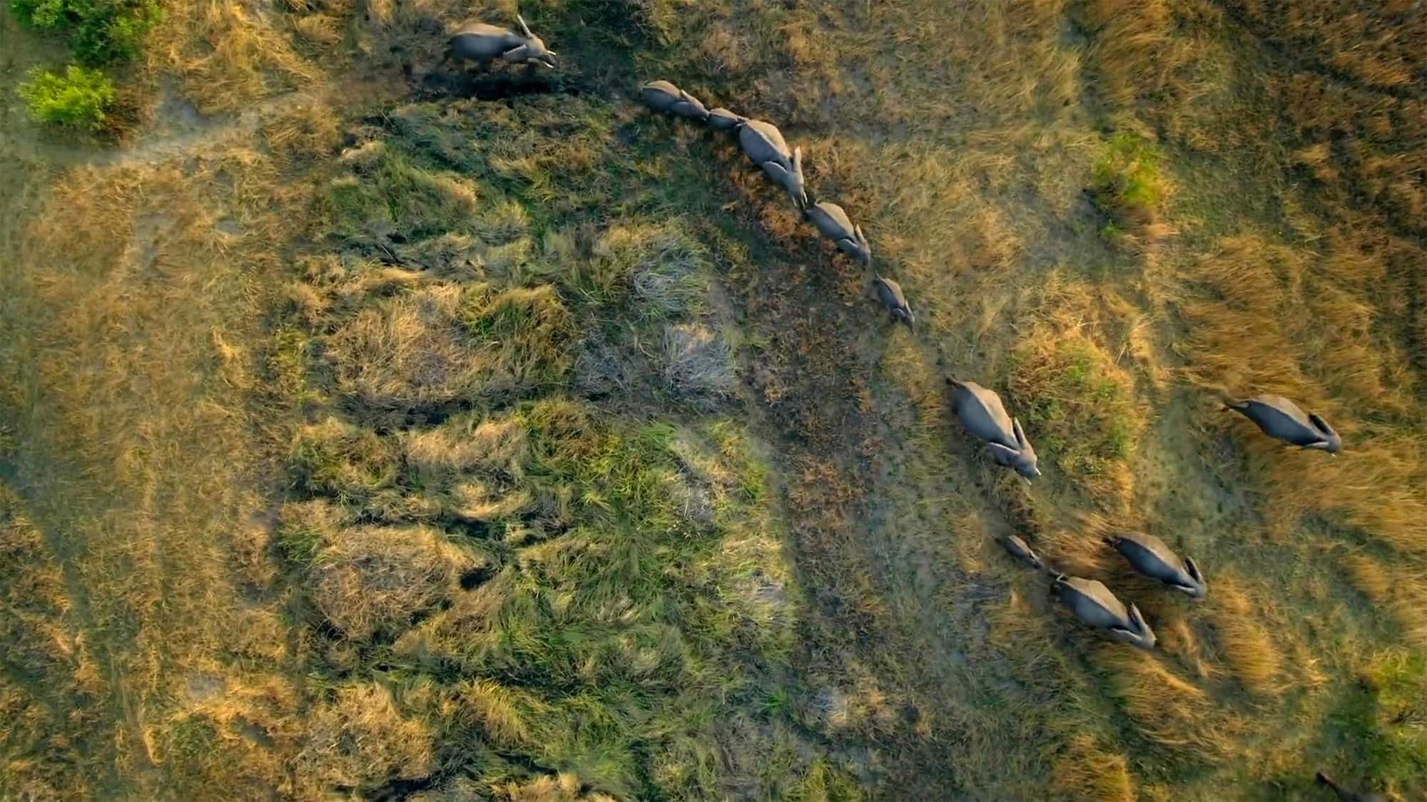 Migrations: Herds on the Move|Migrations: Herds on the Move