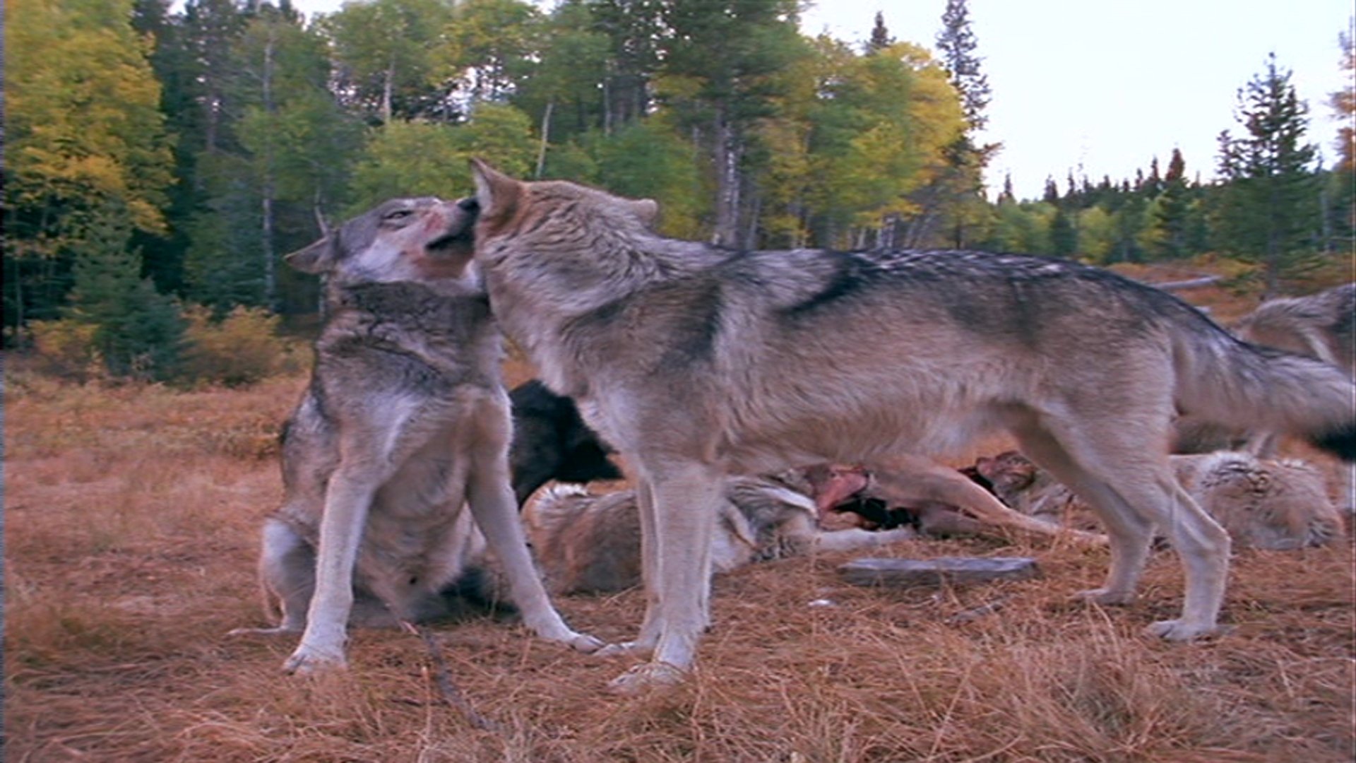 Wolves at Our Door|Wolves at Our Door