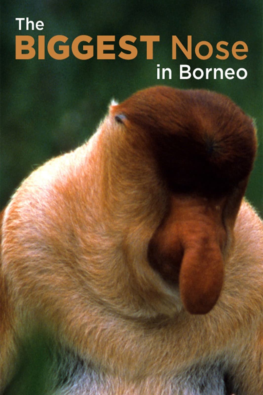 The Biggest Nose in Borneo | The Biggest Nose in Borneo