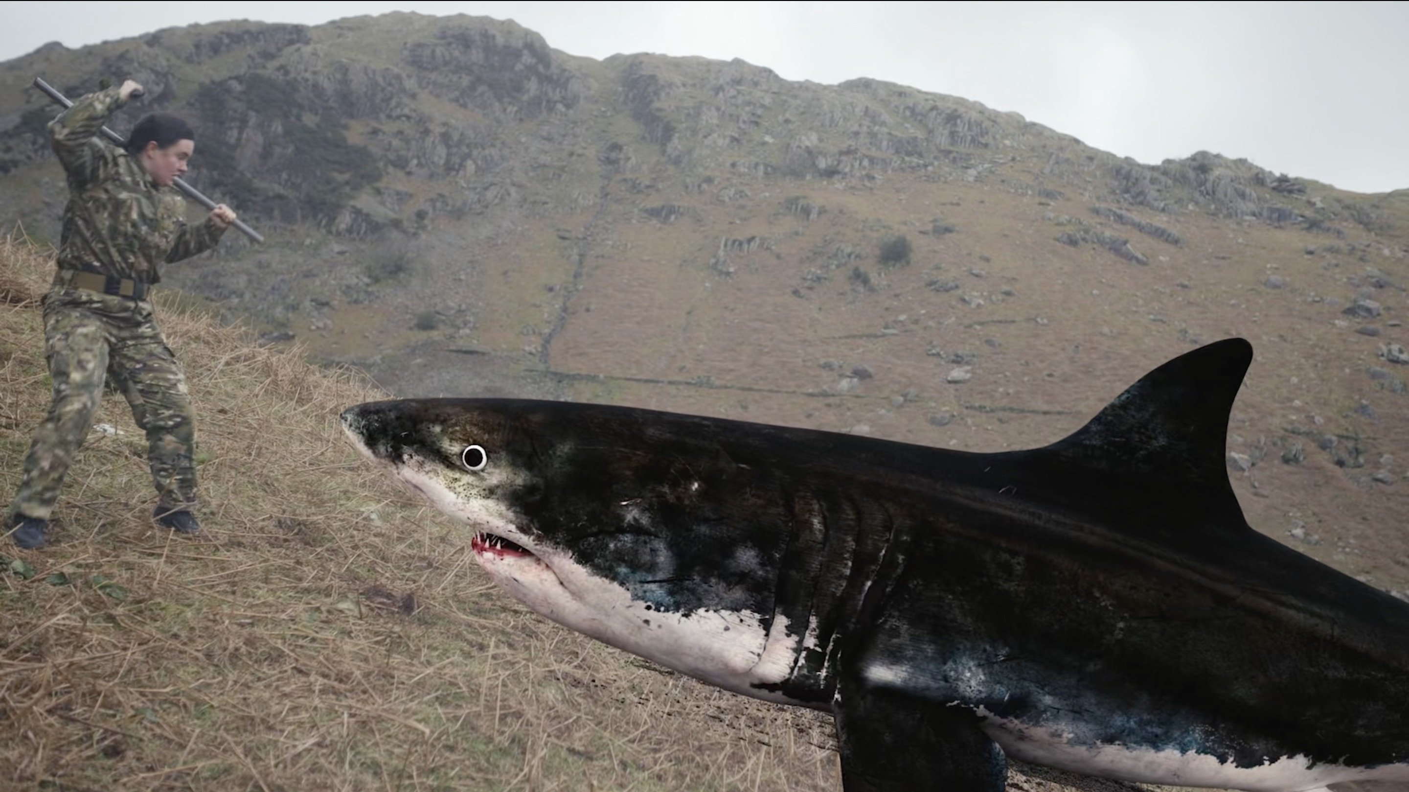 Mountain Shark|Mountain Shark