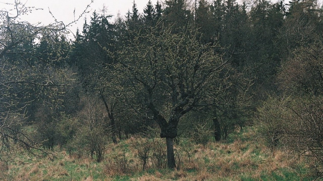 Takovéhle jaro snad ještě nebylo|Takovéhle jaro snad ještě nebylo
