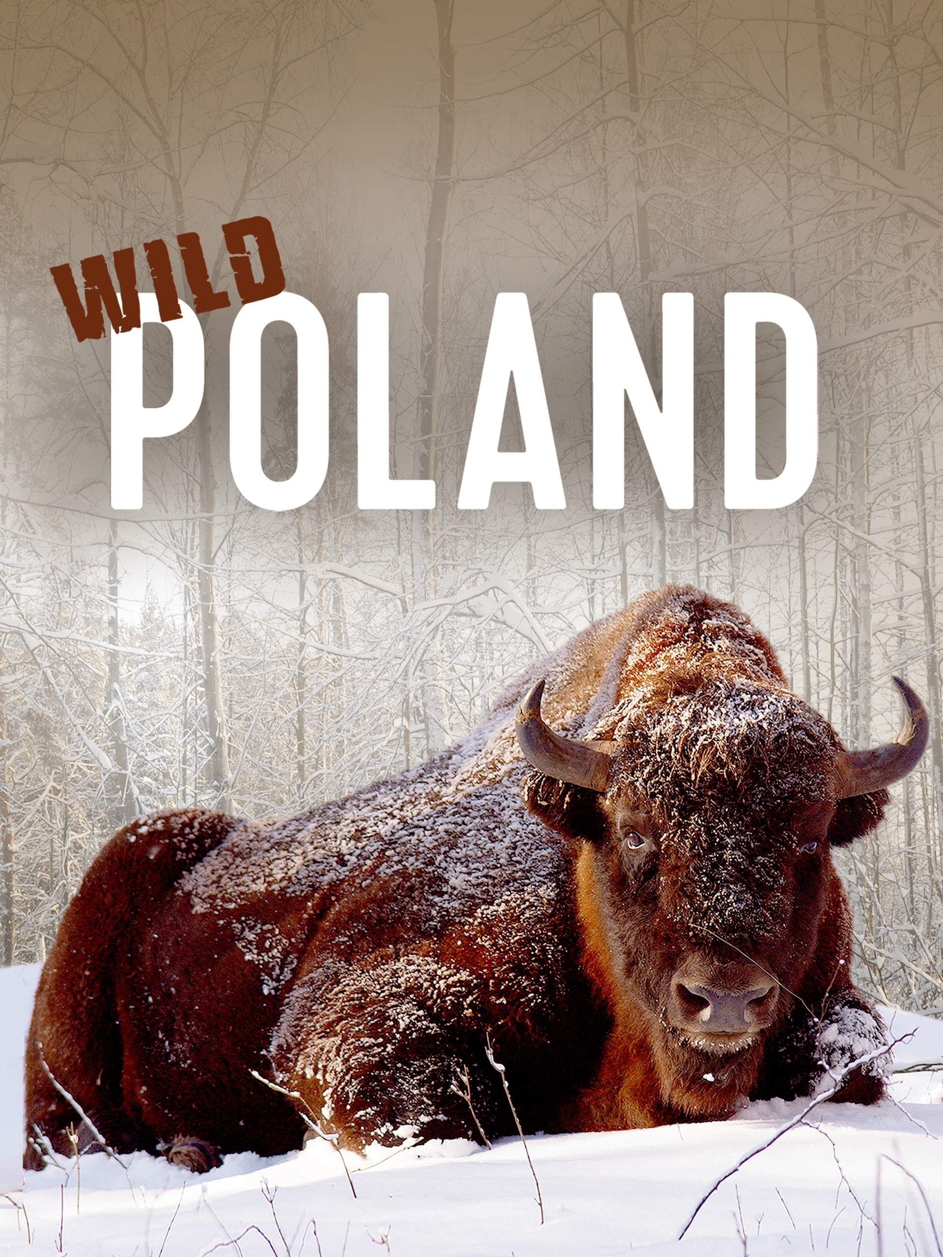 Wild Poland | Wild Poland