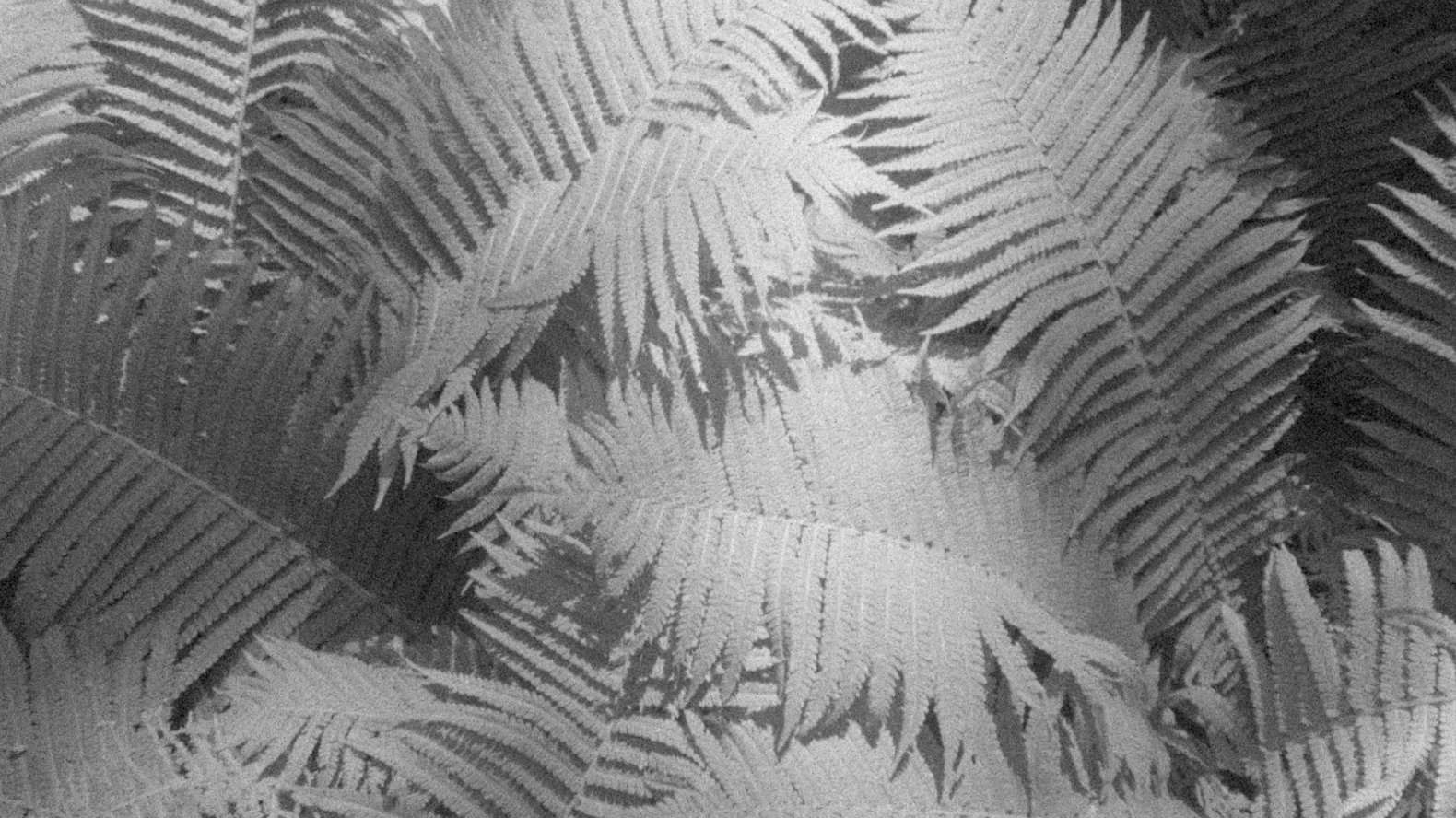 Materia vibrante|Materia vibrante