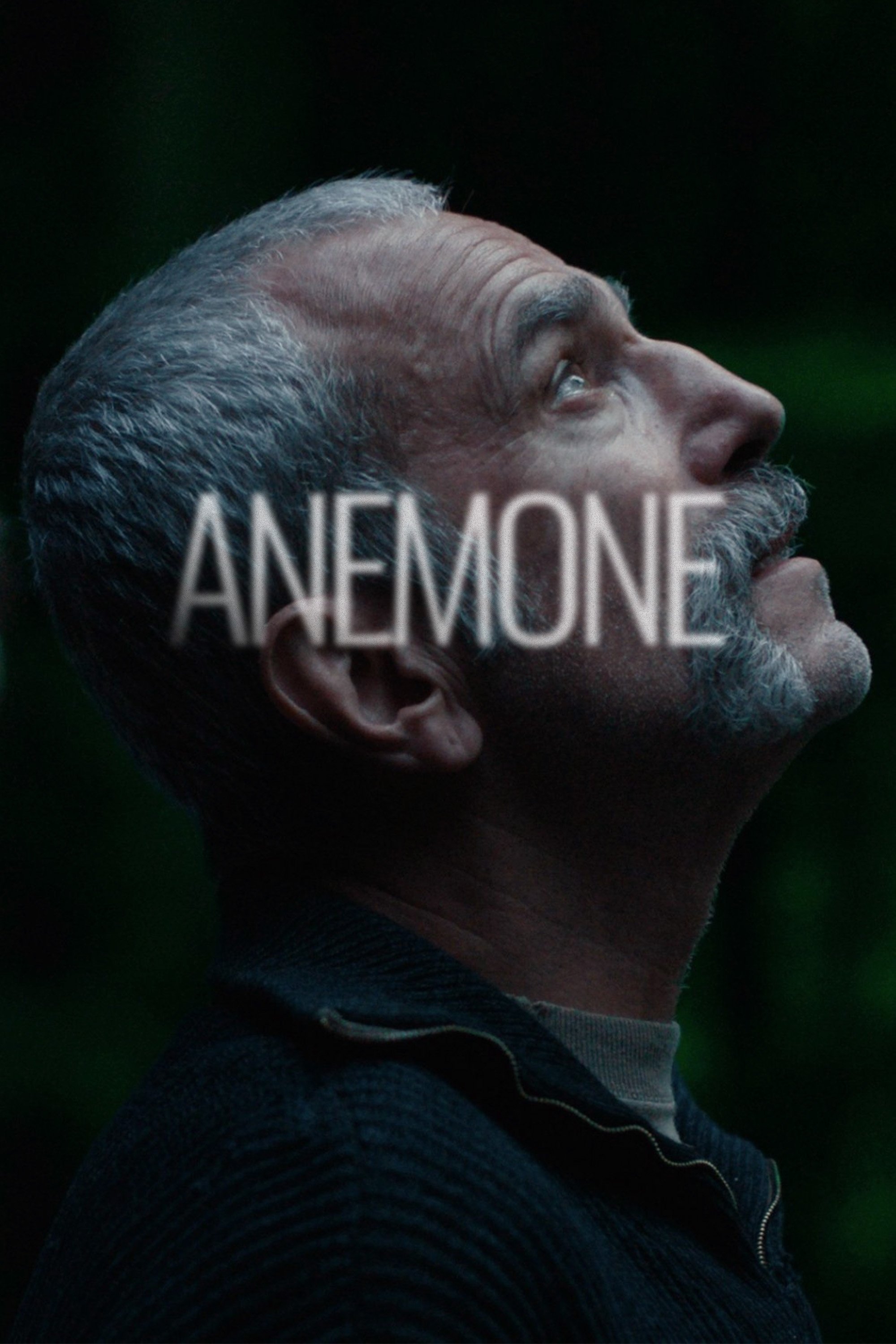 Anemone