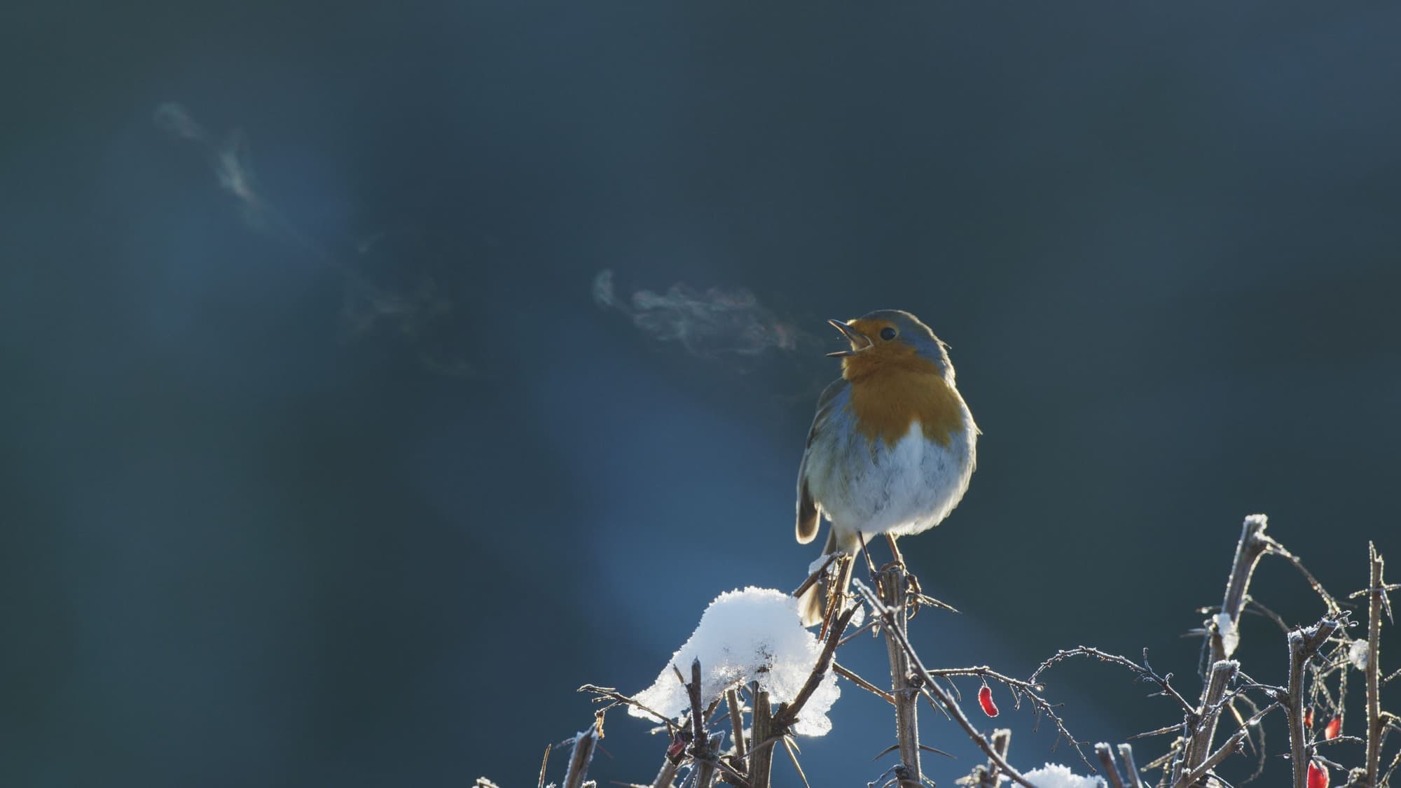 Attenborough's Wonder of Song|Attenborough's Wonder of Song