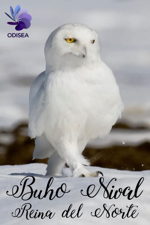 Snowy Owl, queen of the North | Snowy Owl, queen of the North