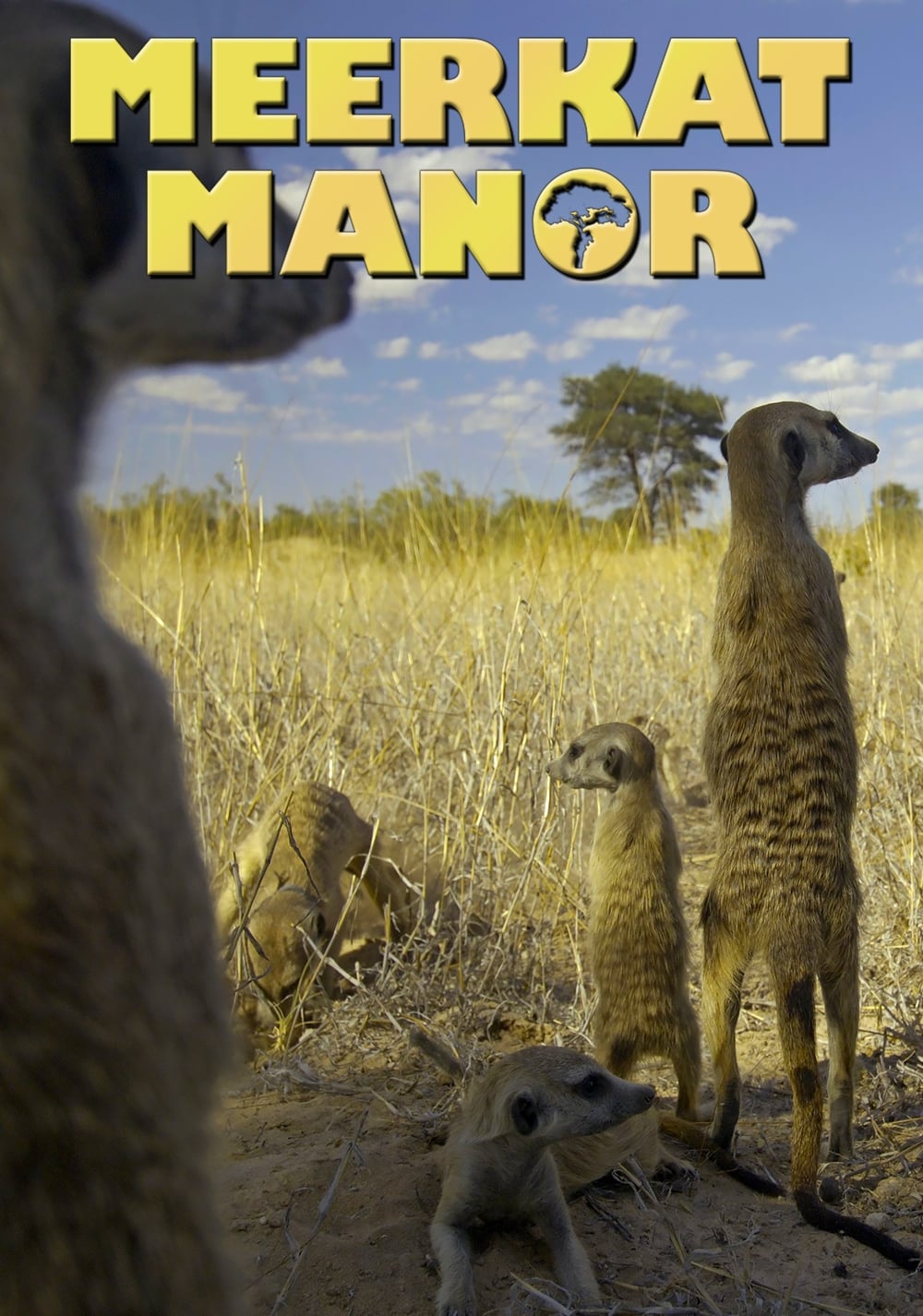 Meerkat Manor | Meerkat Manor