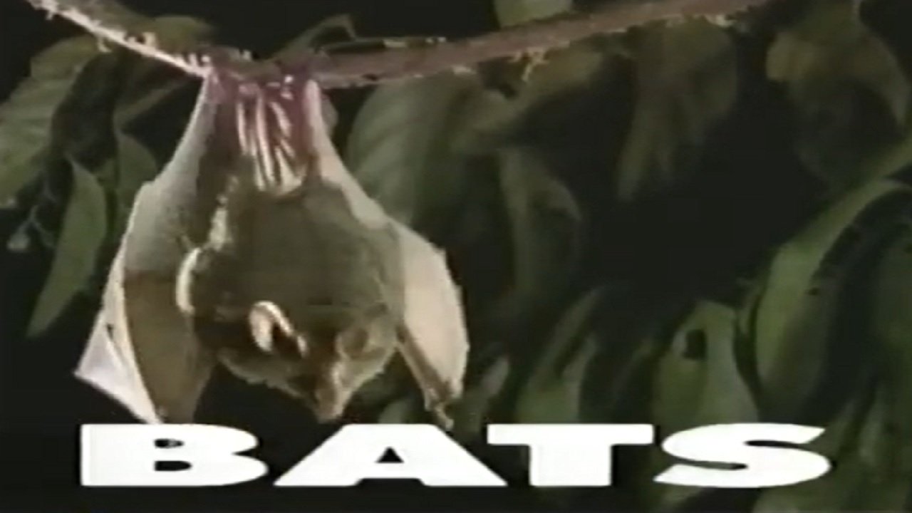 Predators of the Wild: Bats|Predators of the Wild: Bats