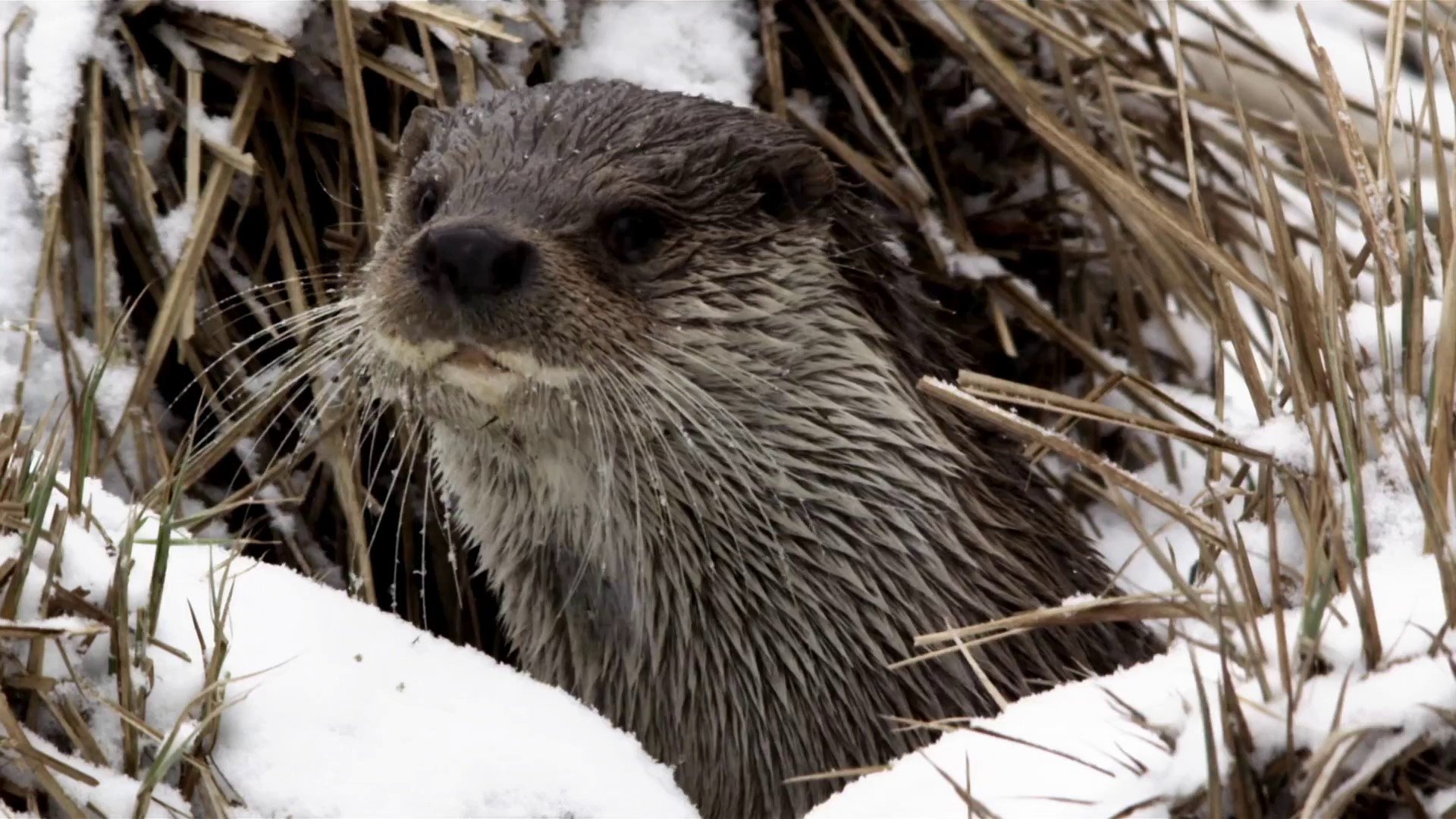 Seasons of the Otter|Seasons of the Otter